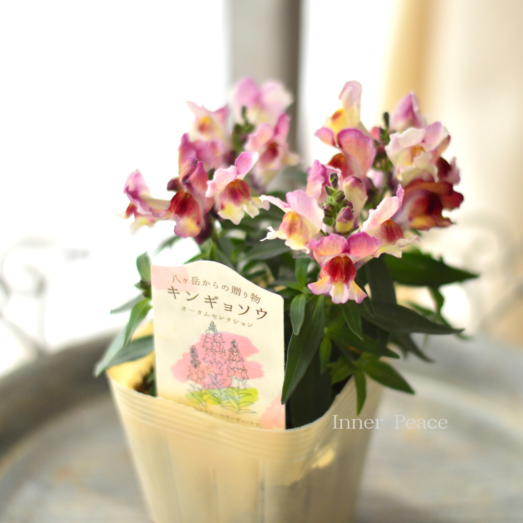 【かわいい】 キンギョソウ 『オータムセレクション A』 3寸ロングPOT