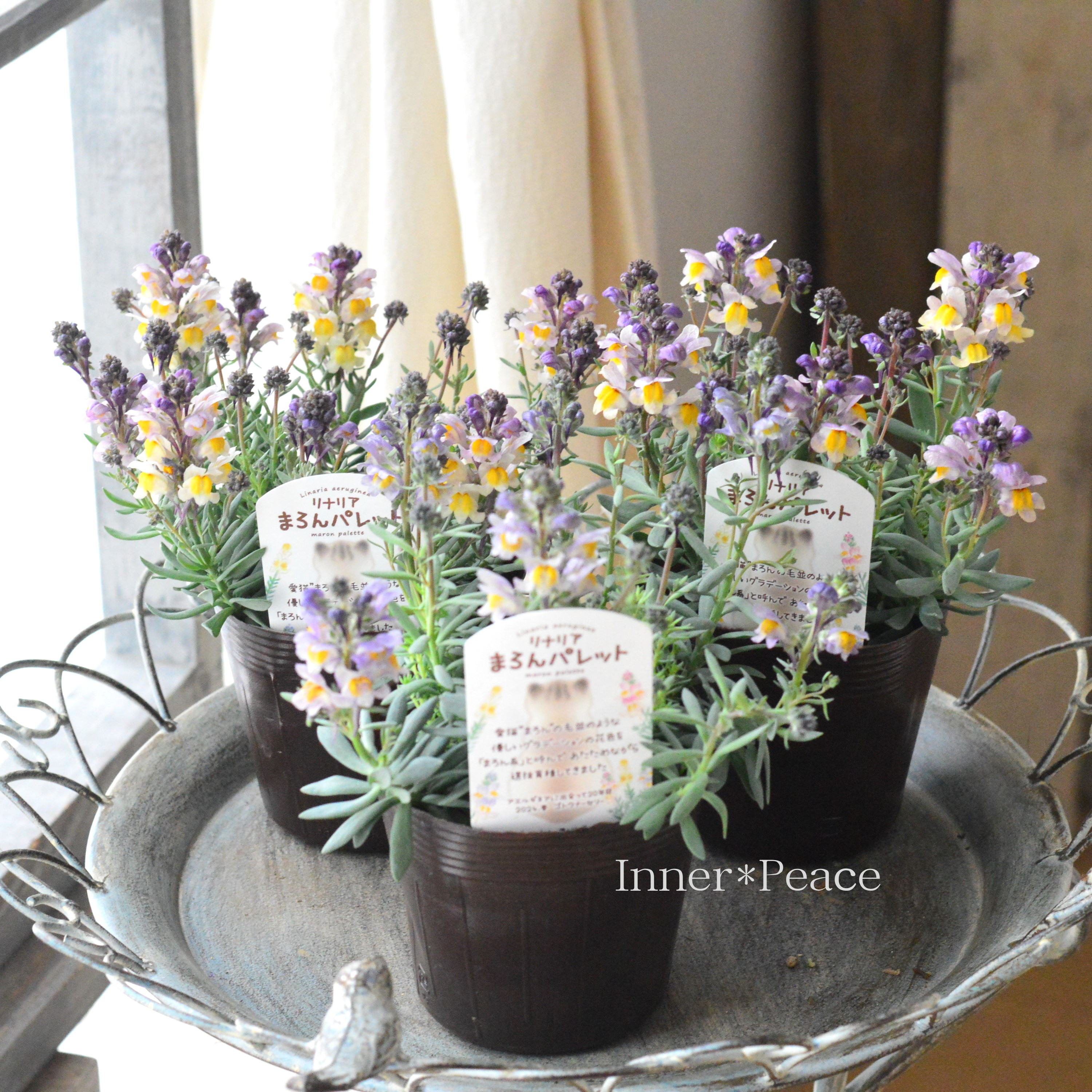 【かわいい】 リナリア 『まろんパレット・花色A』 3.5寸POT