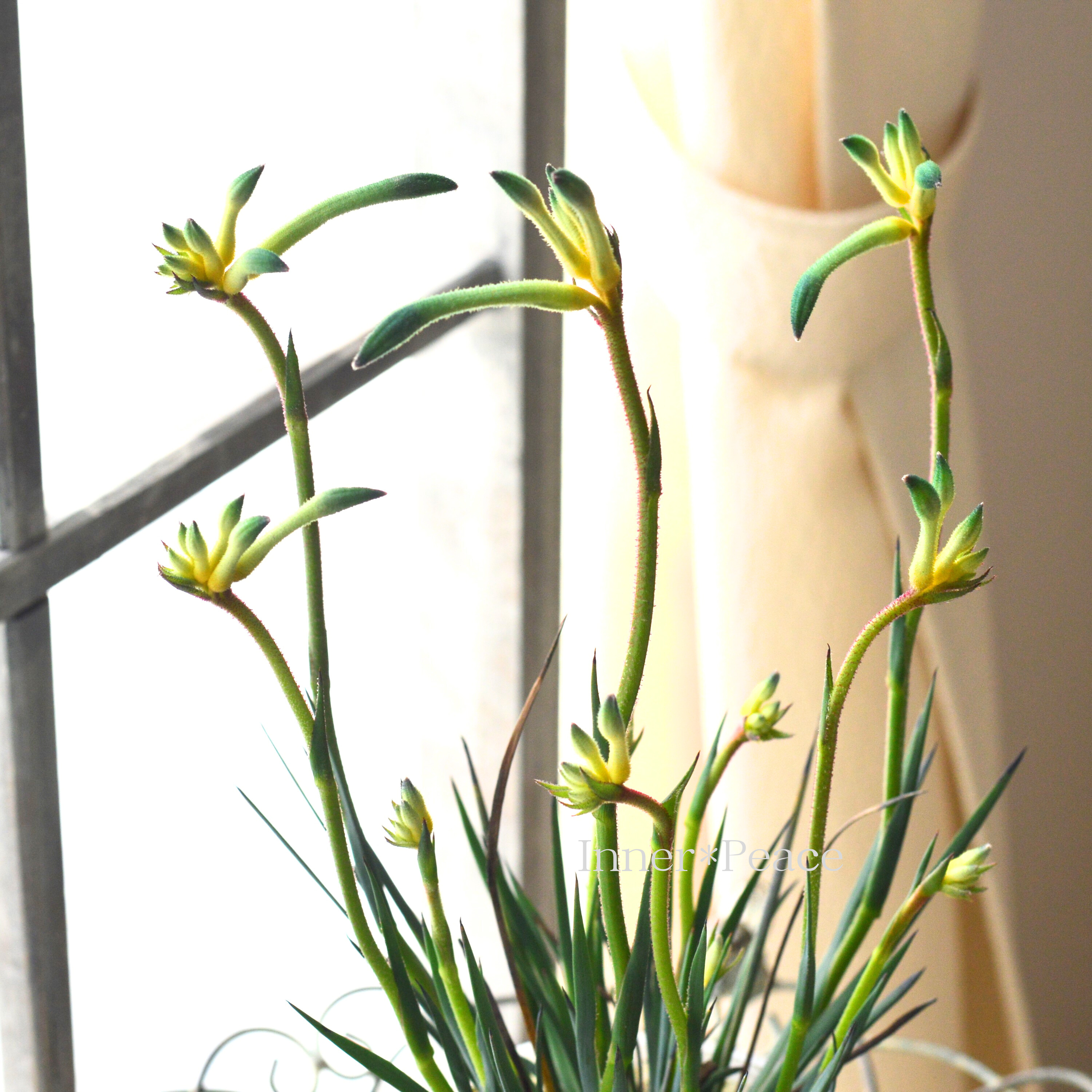 【個性的】 カンガルーポウ 『セレブ・オージースピリット』 3.5寸ロングPOT