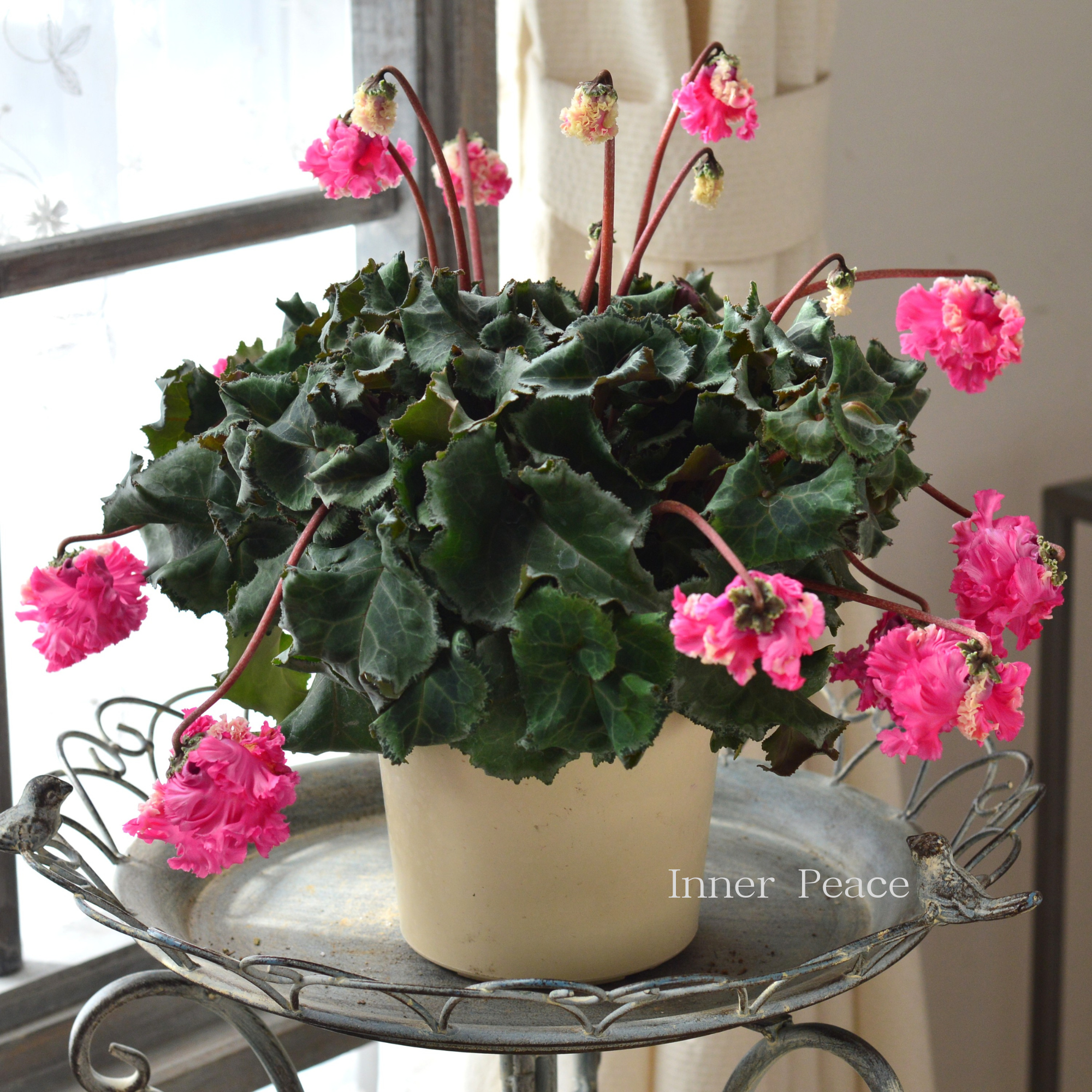 見上げて楽しむ】 シクラメン 『FLOW～er～フローエル・ピンク』 5号鉢