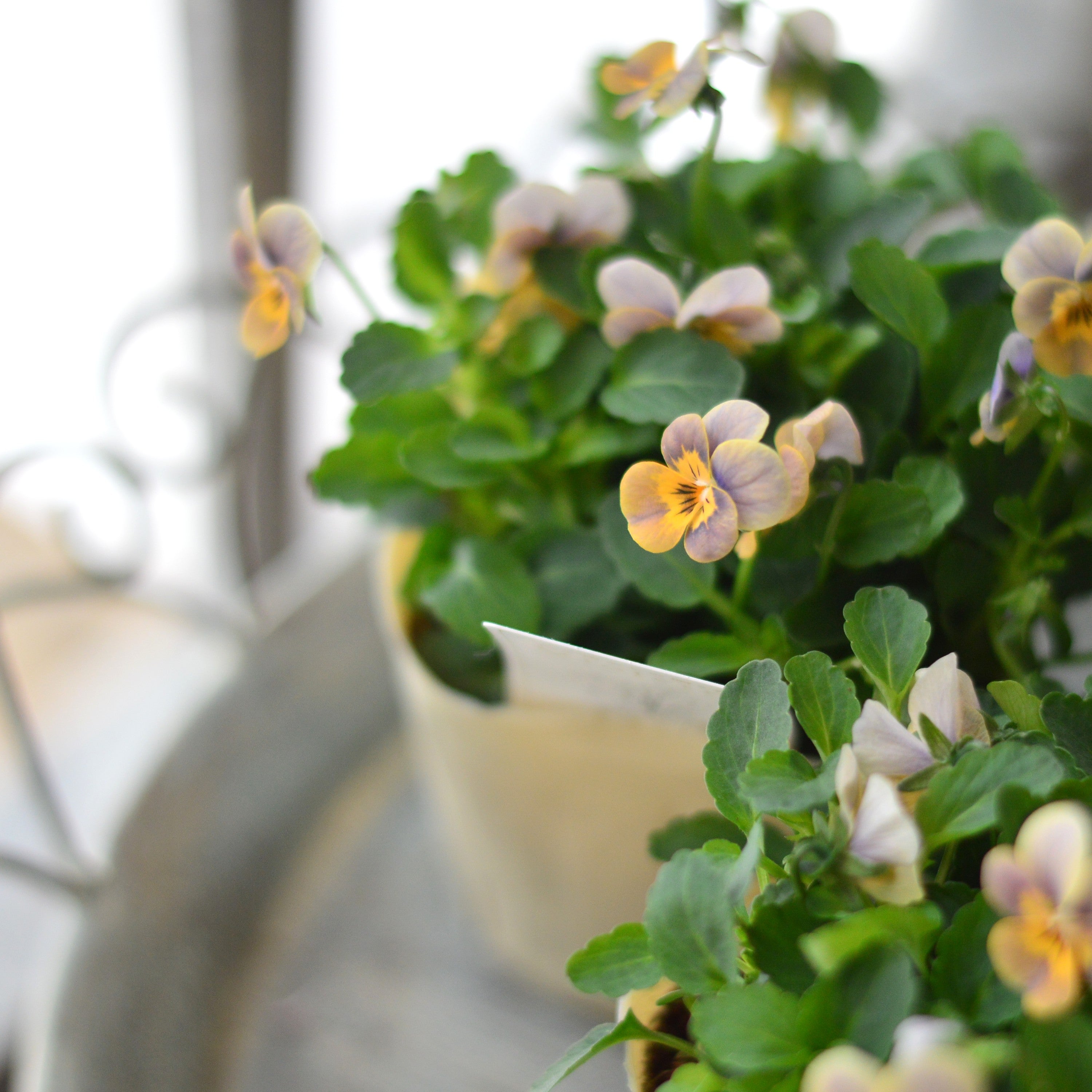 【かわいい】 小輪ビオラ 『ビオレッタ・B』 3.5寸POT