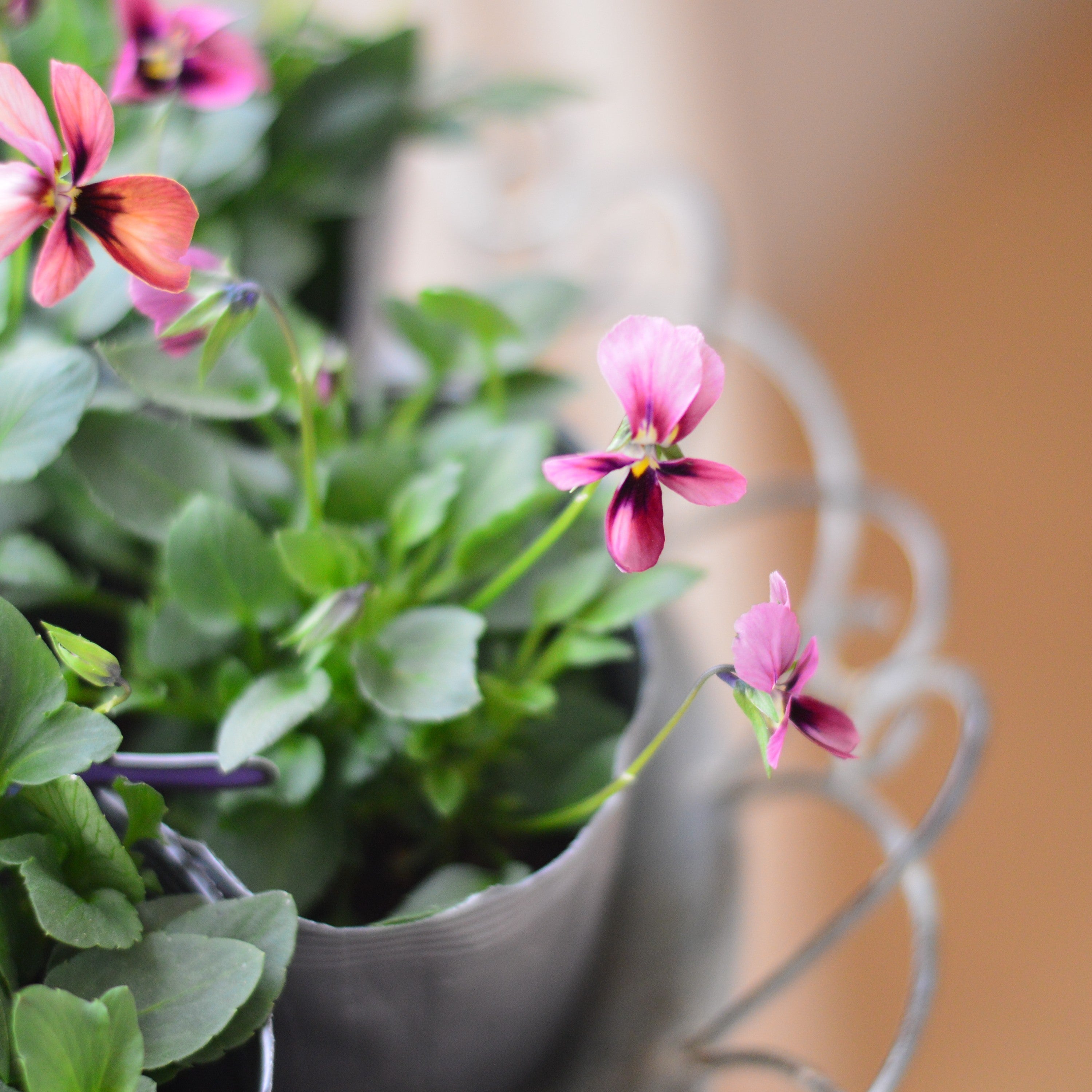 【うえたさん育種】 ビオラ 『パピヨンワールド・A』 3.5寸POT