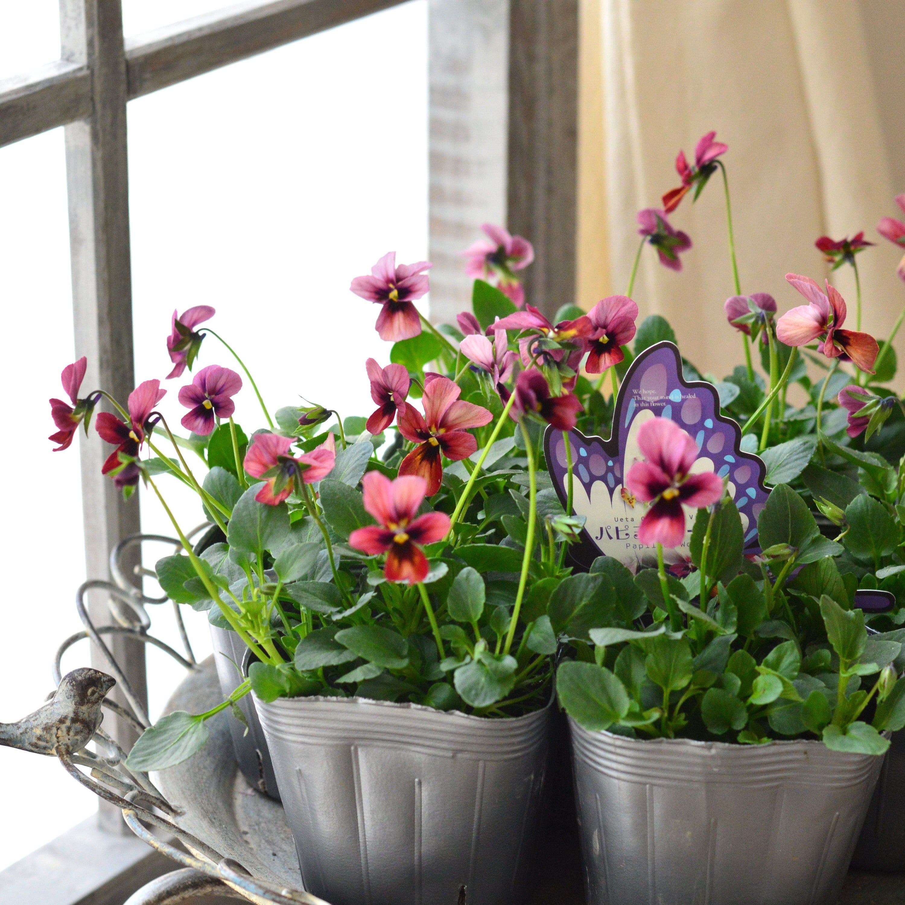 【うえたさん育種】 ビオラ 『パピヨンワールド・A』 3.5寸POT