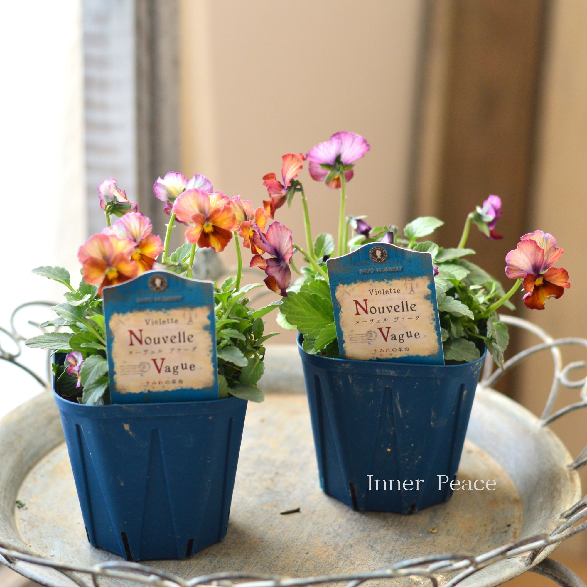 【サトウ園芸さん】 ビオラ 『ヌーベルヴァーグ~すみれの革命~ A』 3.5寸硬質POT