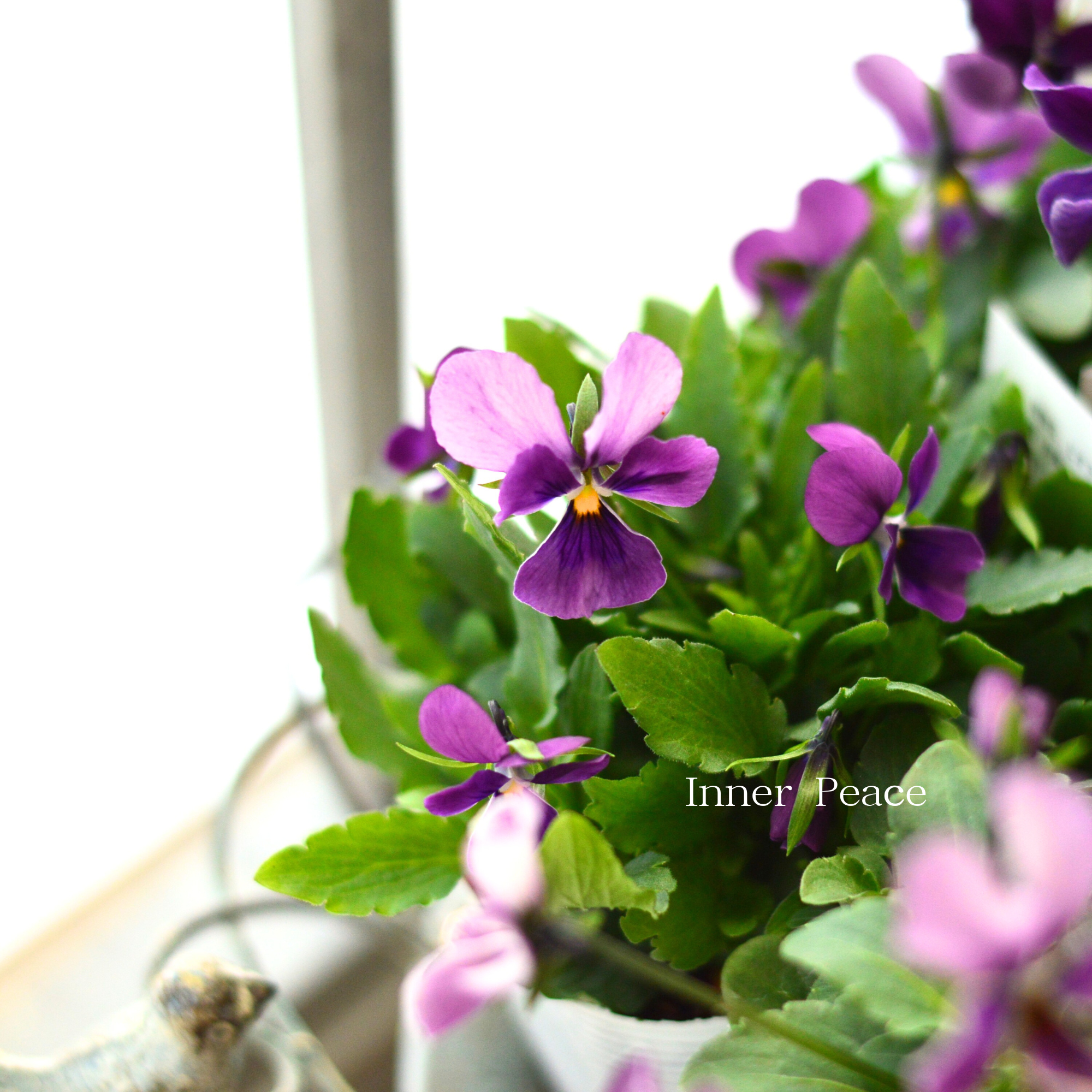 【美しい】 ビオラ ロカハーツ 『ルーキーズ・A』 3.5寸POT