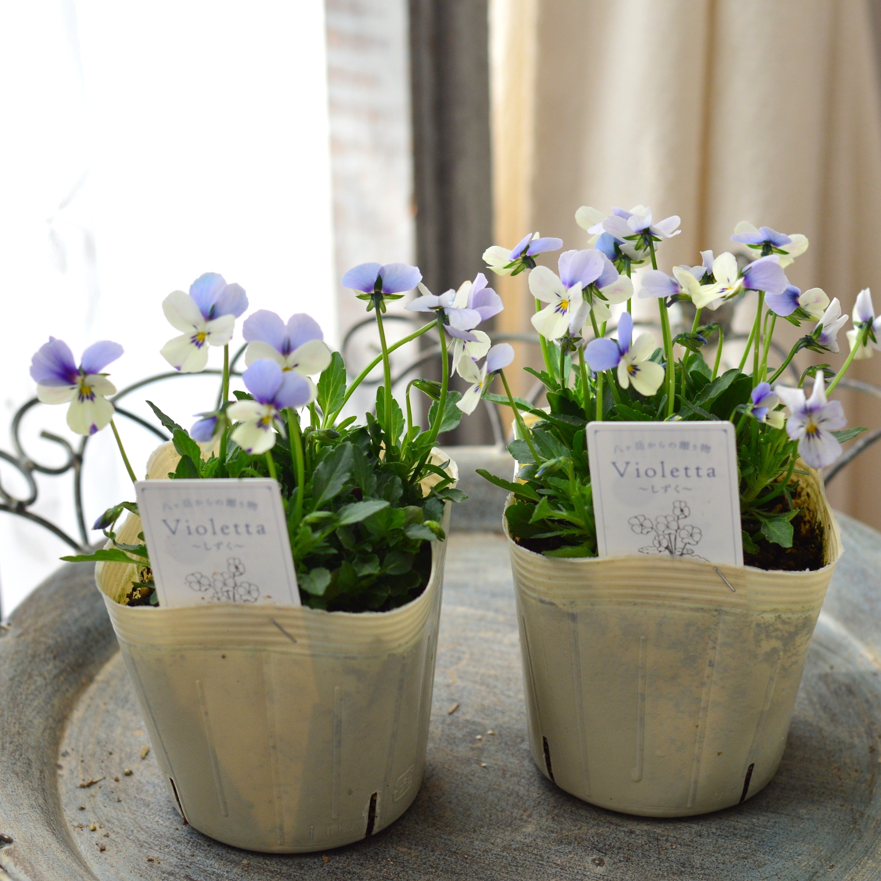 【VEGIHANA FARMさん】 小輪ビオラ 『ビオレッタ・しずく A』 3.5寸POT