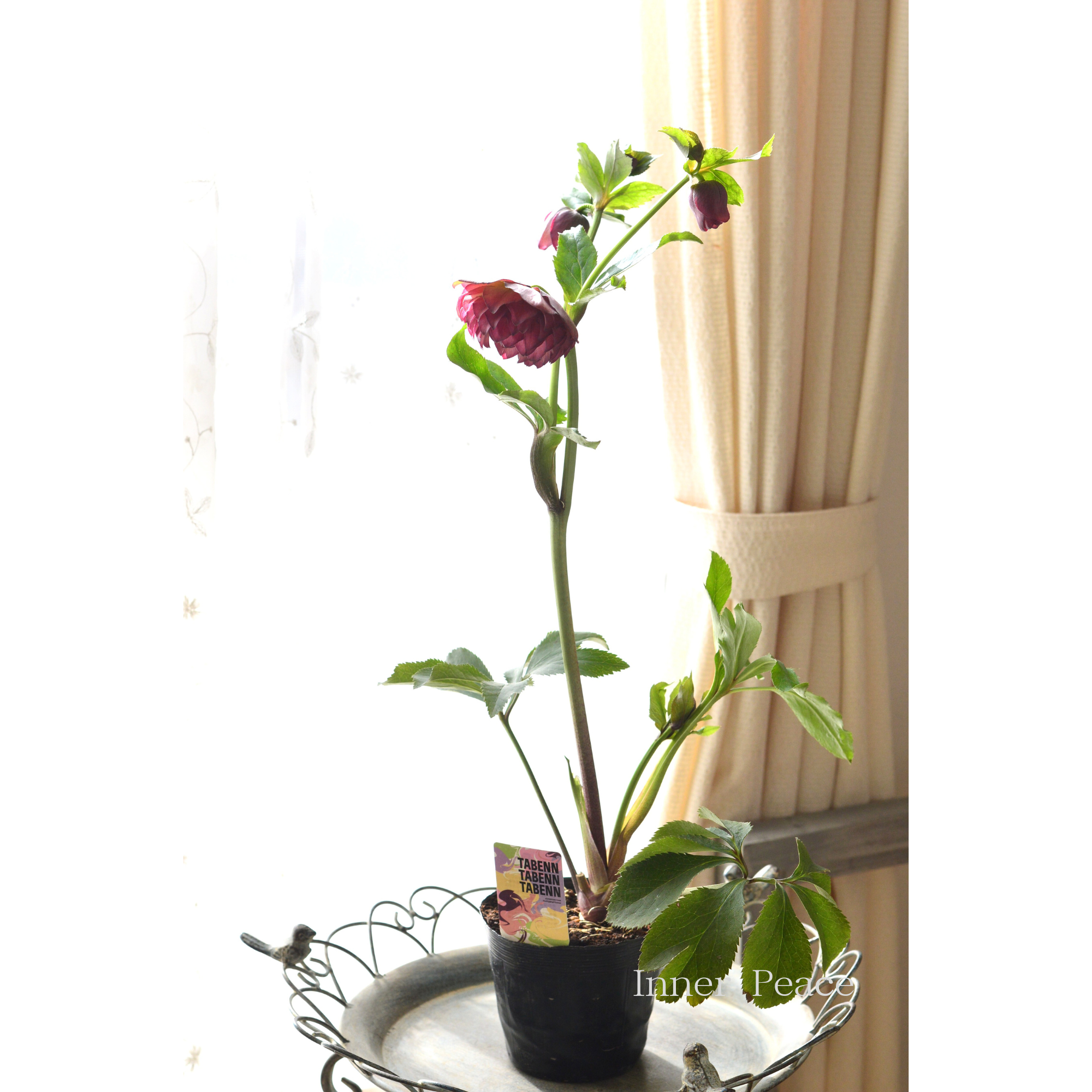 【杉光園芸さん】 クリスマスローズ 『多弁タイプ・A』 4号POT