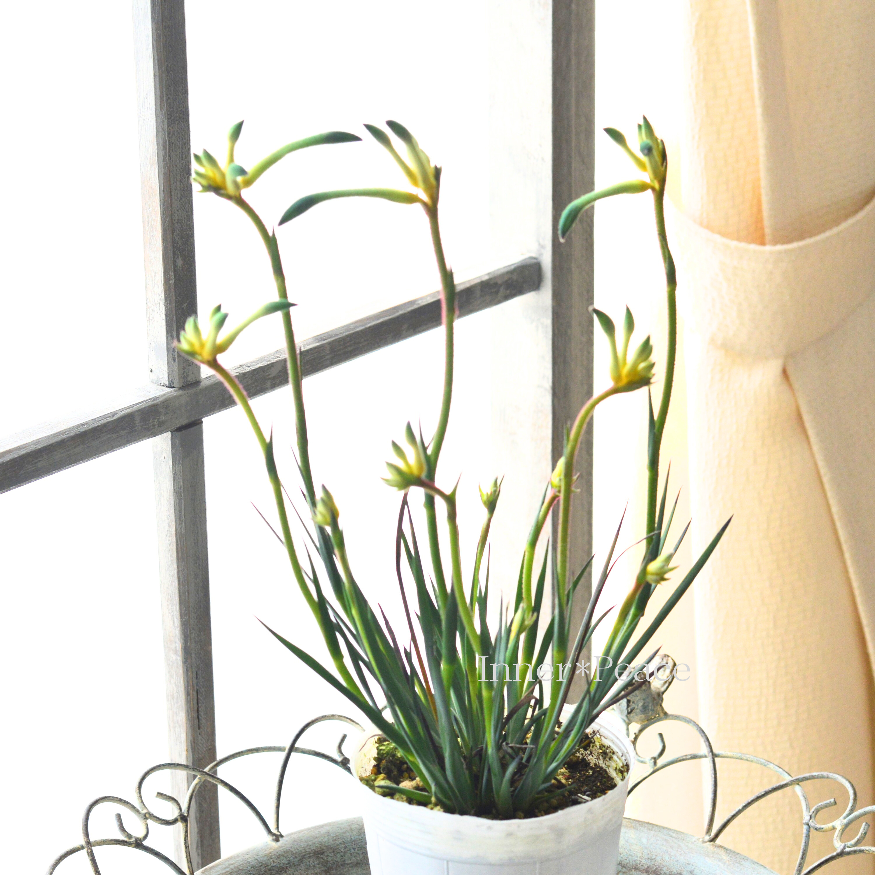 【個性的】 カンガルーポウ 『セレブ・オージースピリット』 3.5寸ロングPOT