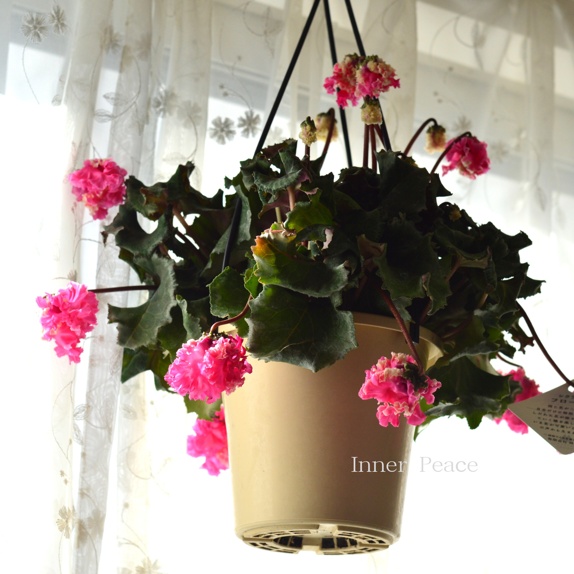 【見上げて楽しむ】 シクラメン 『FLOW~er~フローエル・A』 5号鉢