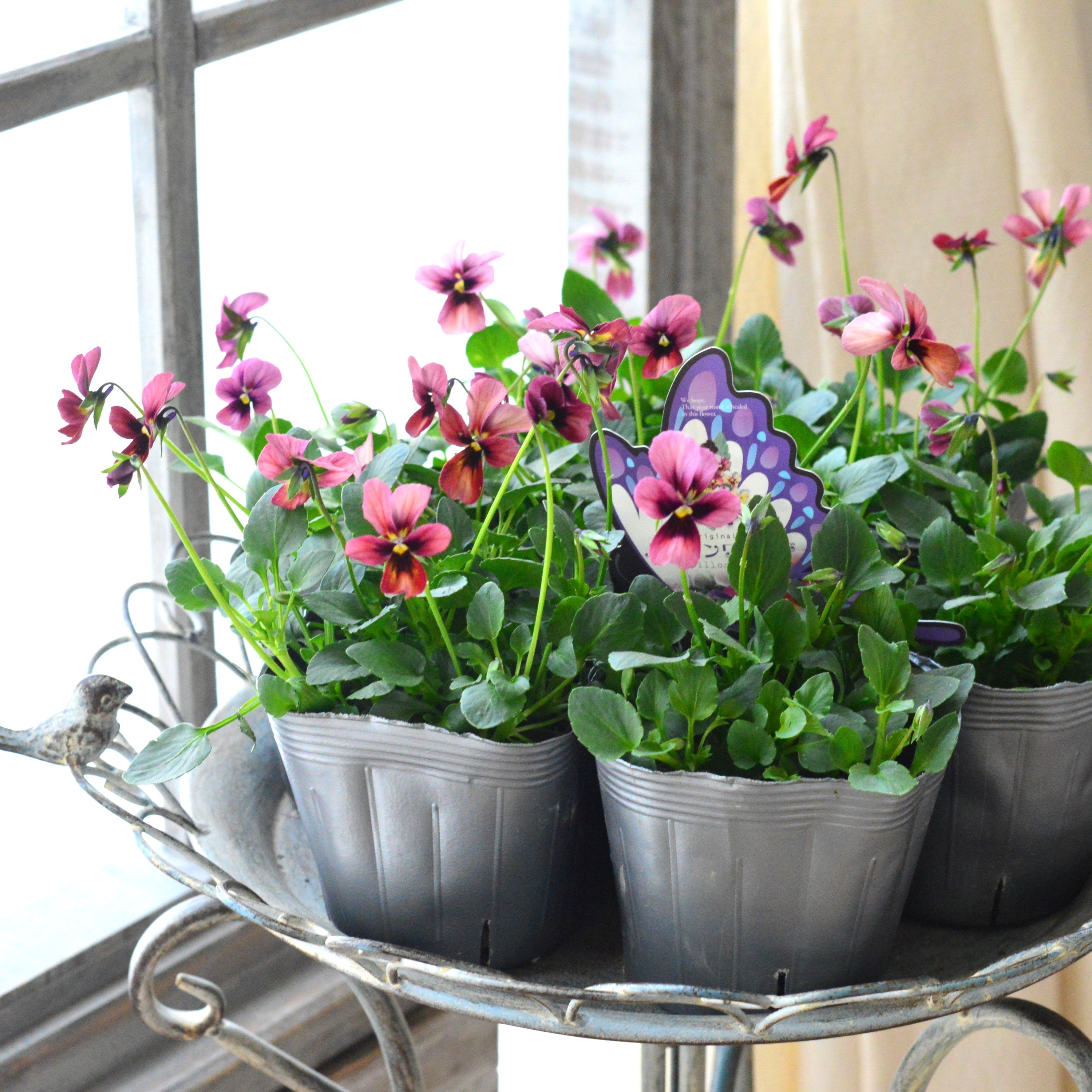 【うえたさん育種】 ビオラ 『パピヨンワールド・A』 3.5寸POT