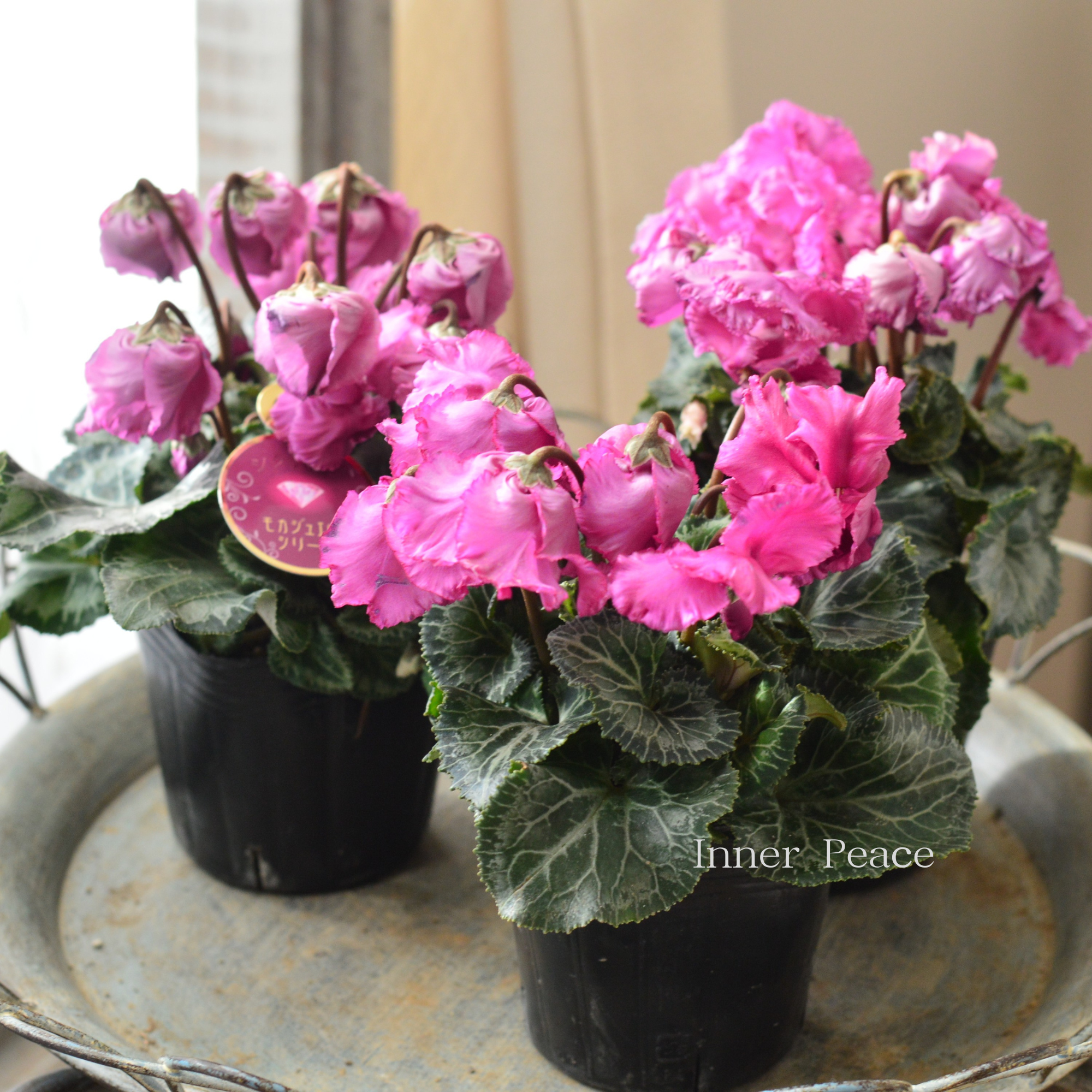 【麻野間園芸さん】 ミニシクラメン 『モカジュエリー・Aタイプ』 3寸POT