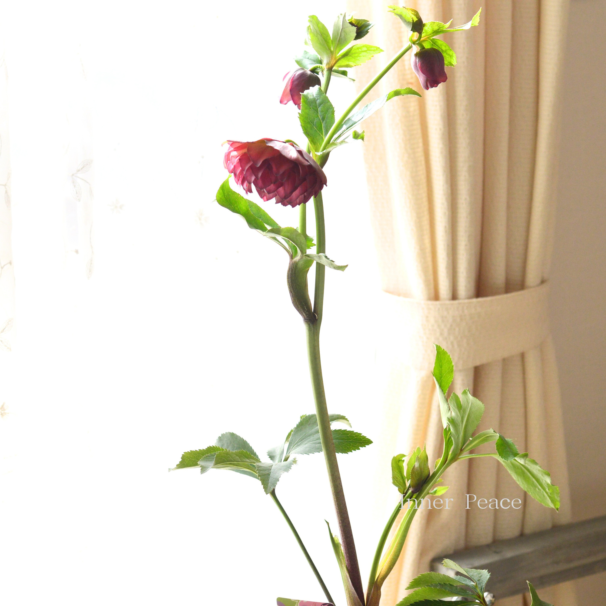 【杉光園芸さん】 クリスマスローズ 『多弁タイプ・A』 4号POT