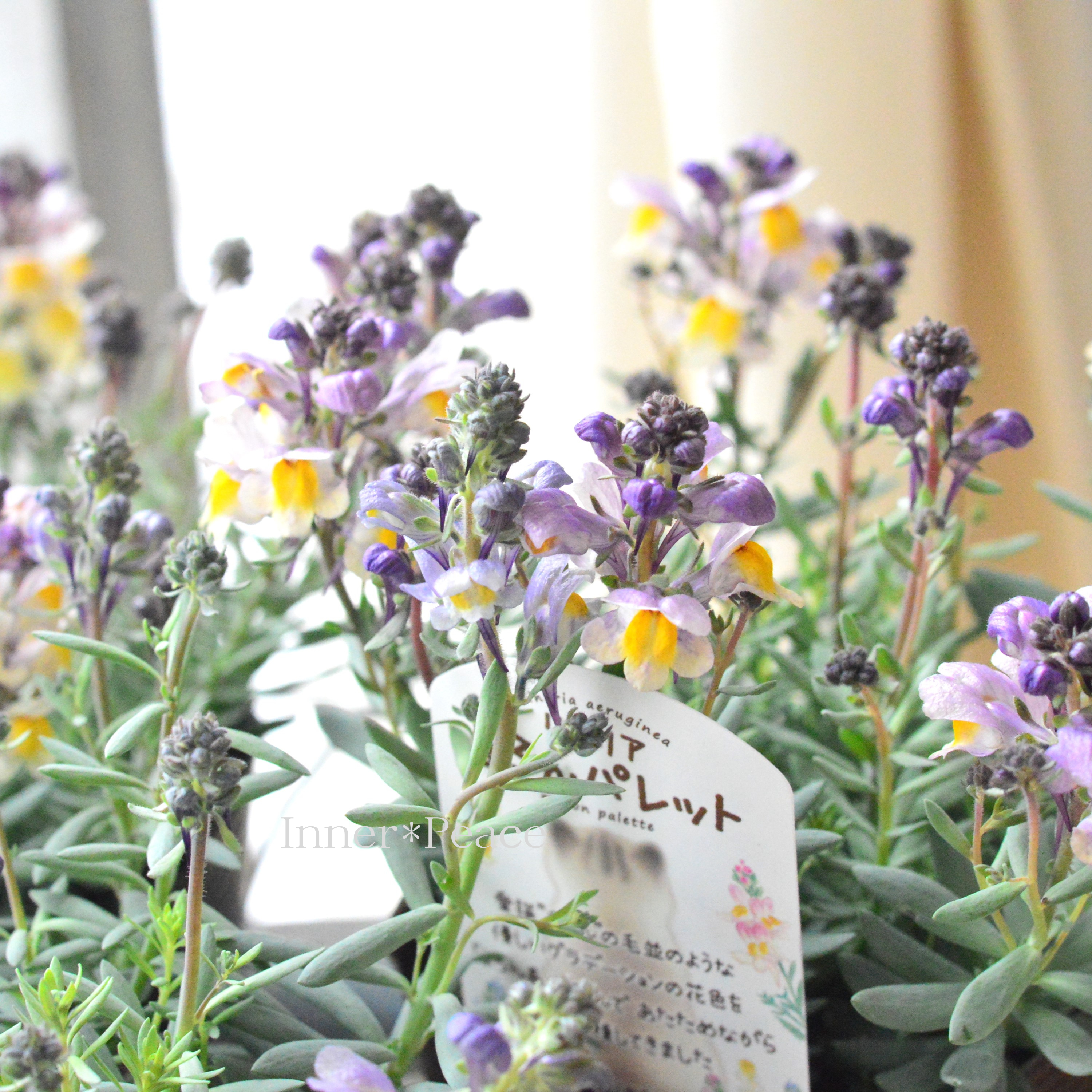 【かわいい】 リナリア 『まろんパレット・花色A』 3.5寸POT