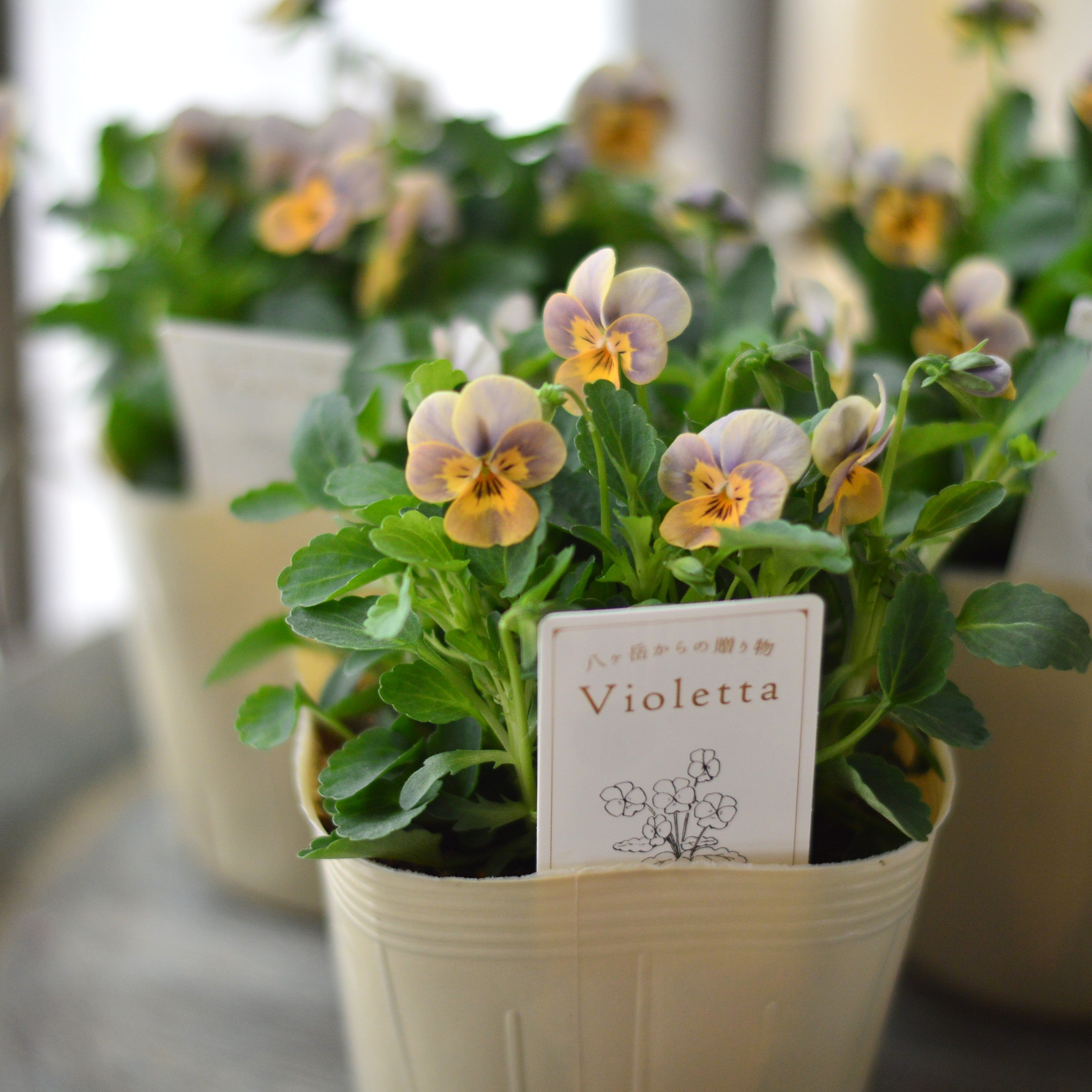 【かわいい】 小輪ビオラ 『ビオレッタ・B』 3.5寸POT