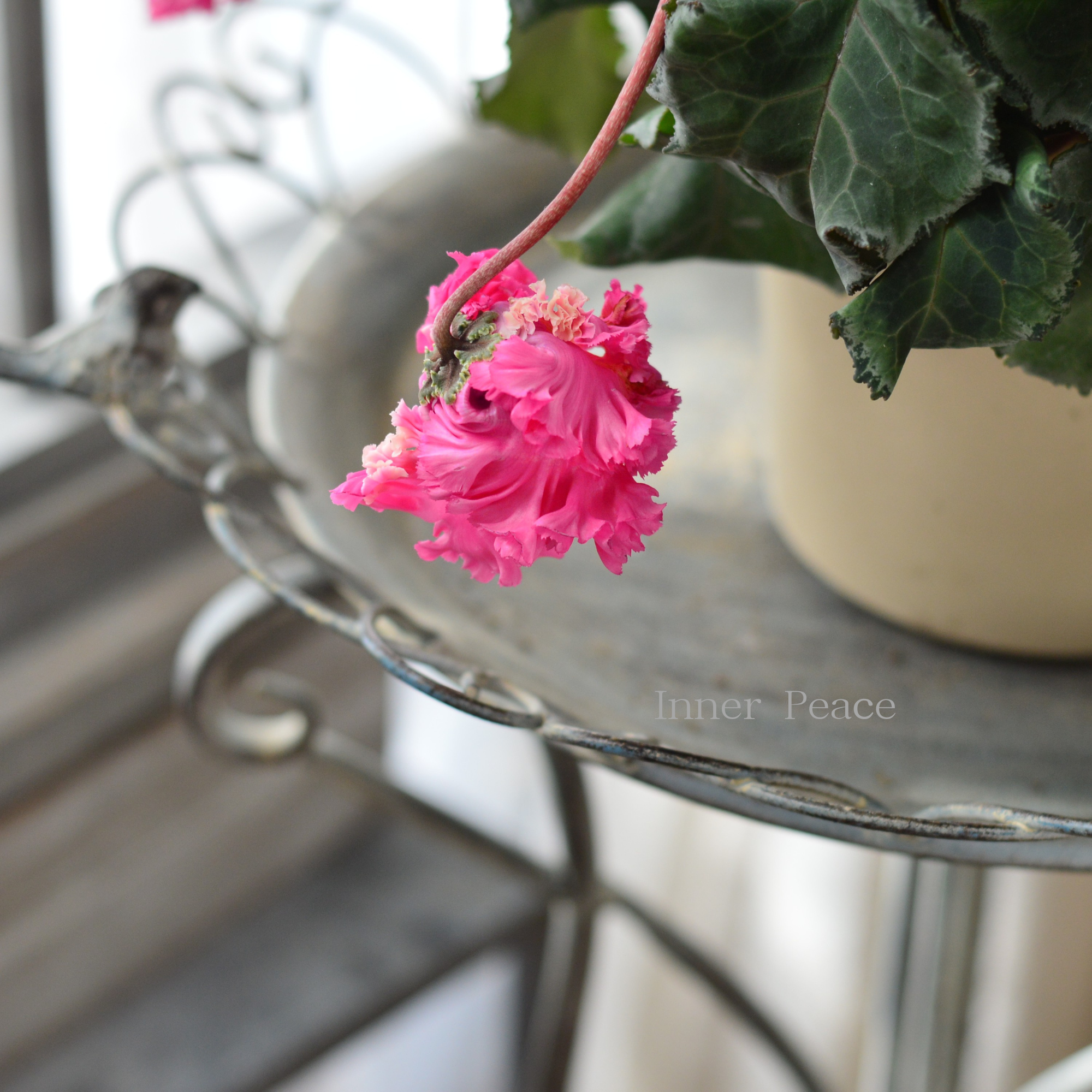 【見上げて楽しむ】 シクラメン 『FLOW~er~フローエル・A』 5号鉢