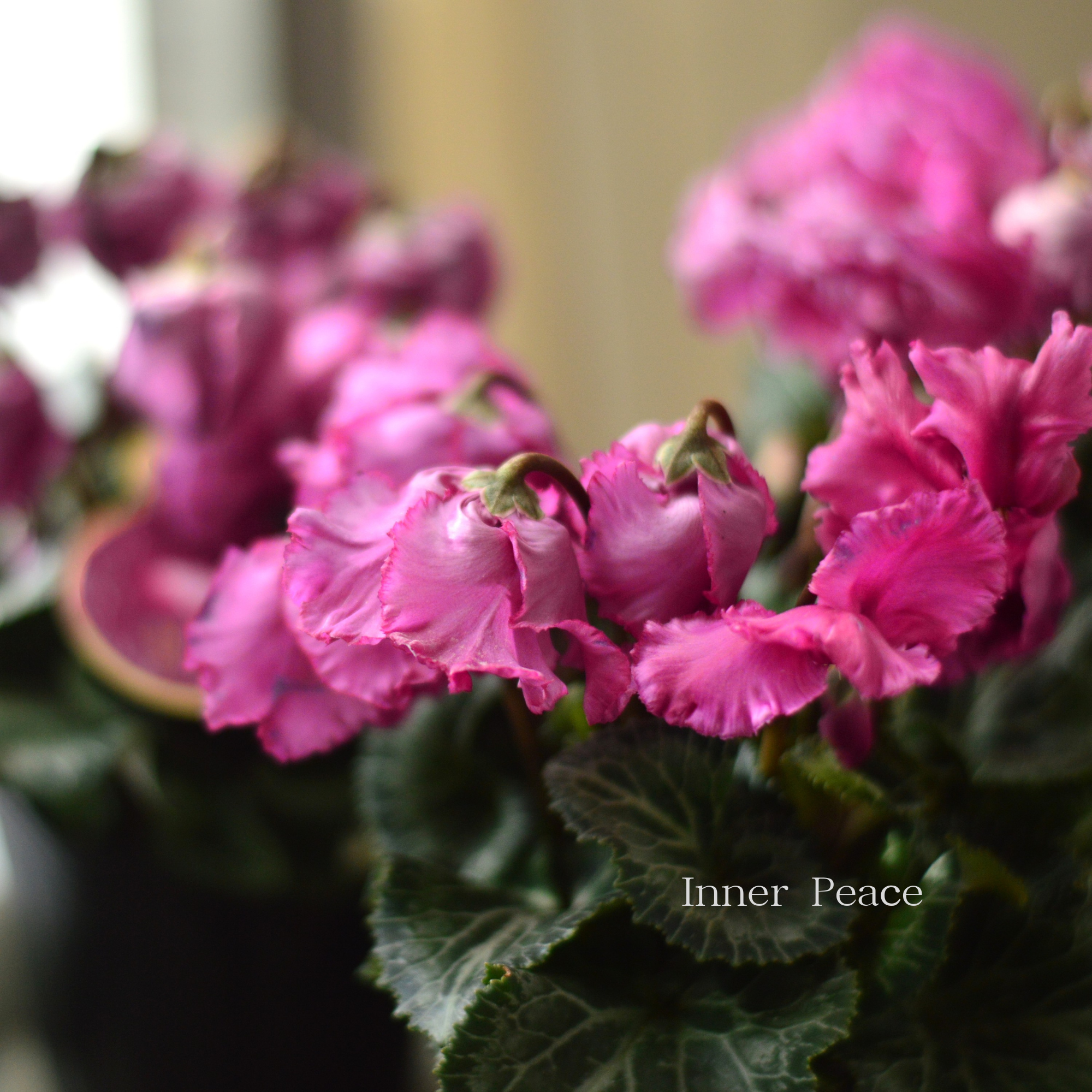 【麻野間園芸さん】 ミニシクラメン 『モカジュエリー・Aタイプ』 3寸POT