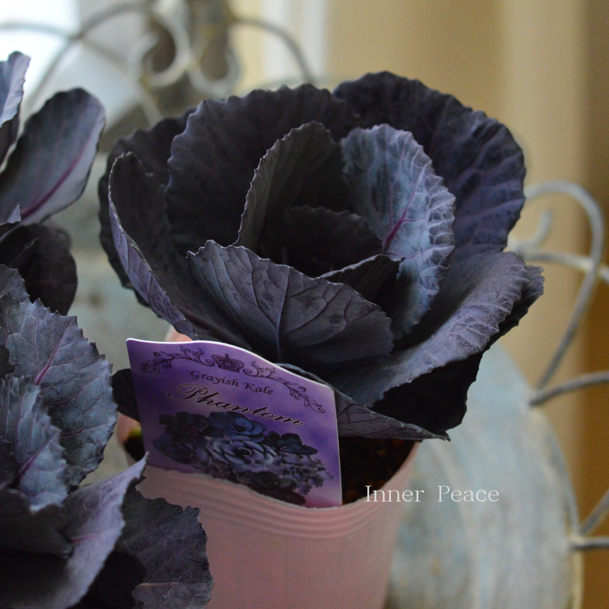 【k-plantsさん】 グレイッシュケール 『ファントム・A』 2寸POT