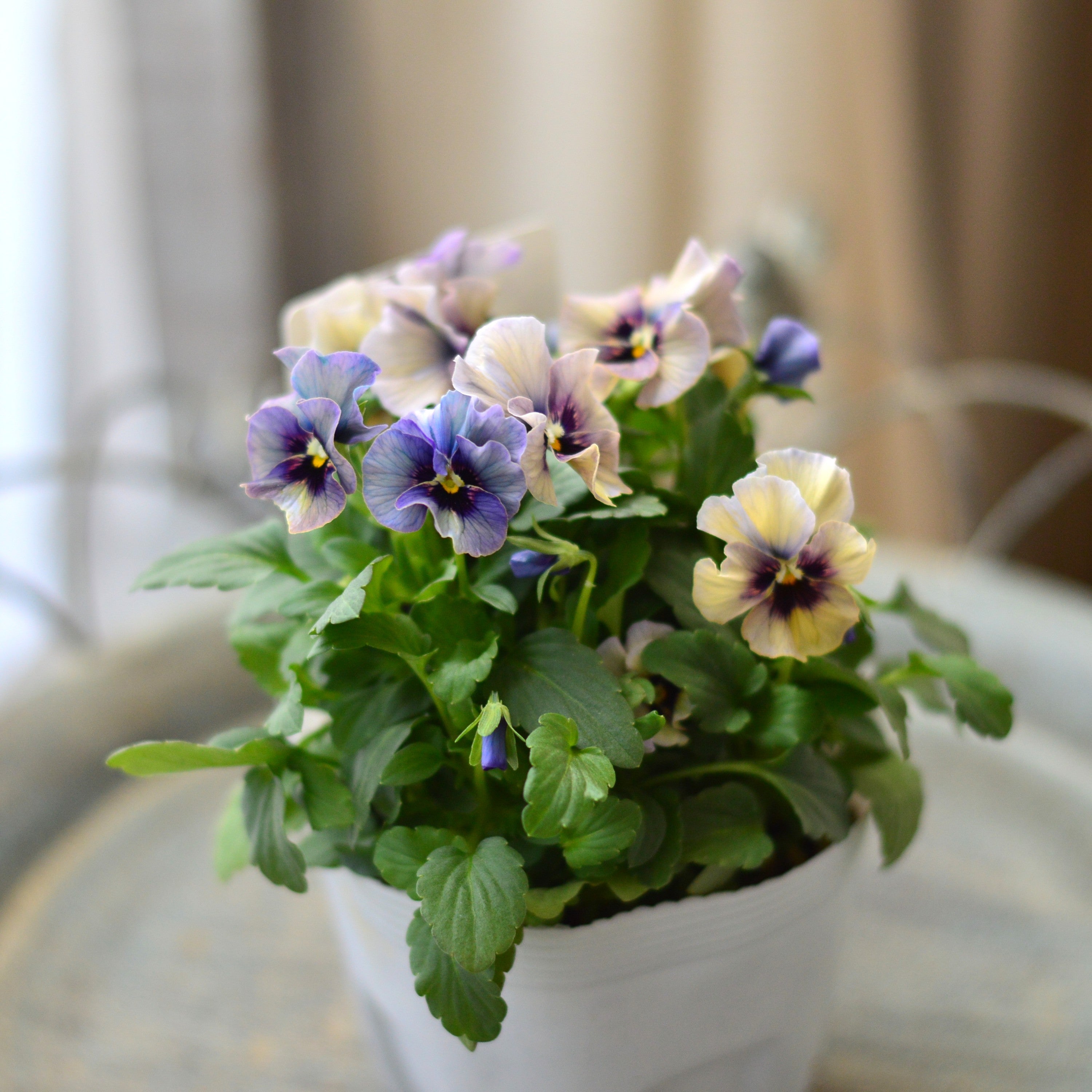 【Special】 北島園芸さんのビオラ 『コルティルーチェ・A』 3.5寸POT