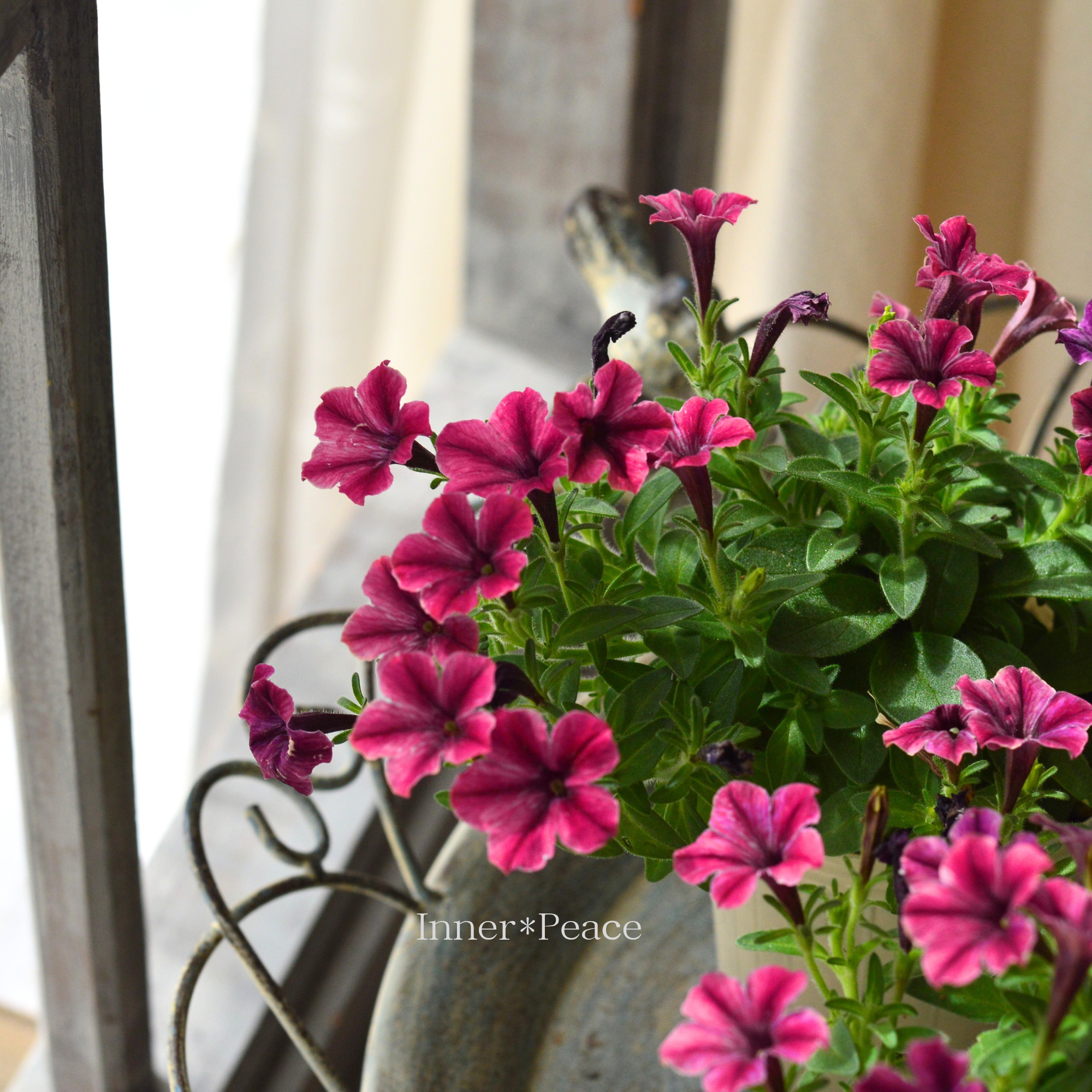 【おしゃれ】 ペチュニア 『りん B』 2.5寸ロングPOT