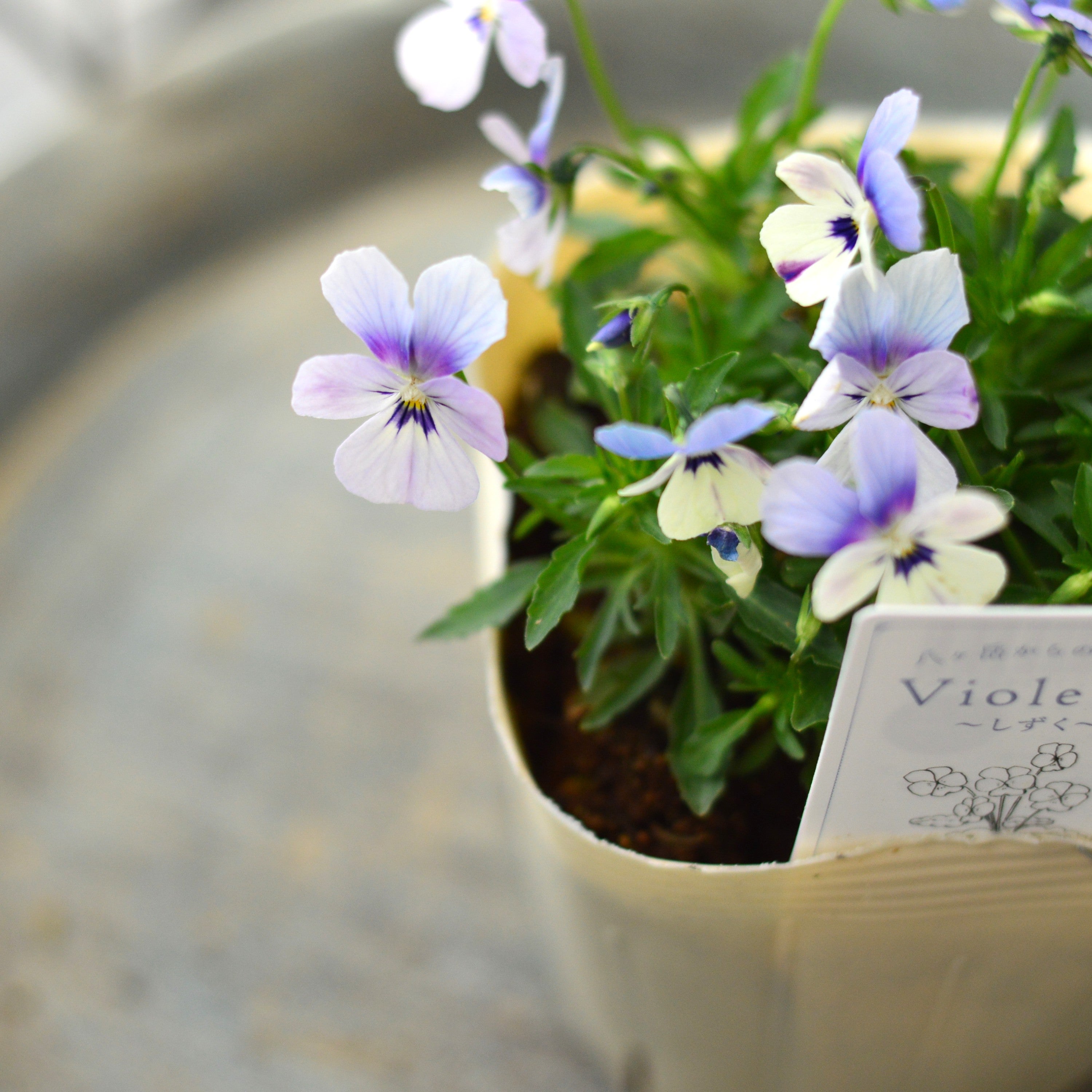【VEGIHANA FARMさん】 小輪ビオラ 『ビオレッタ・しずく B』 3.5寸POT