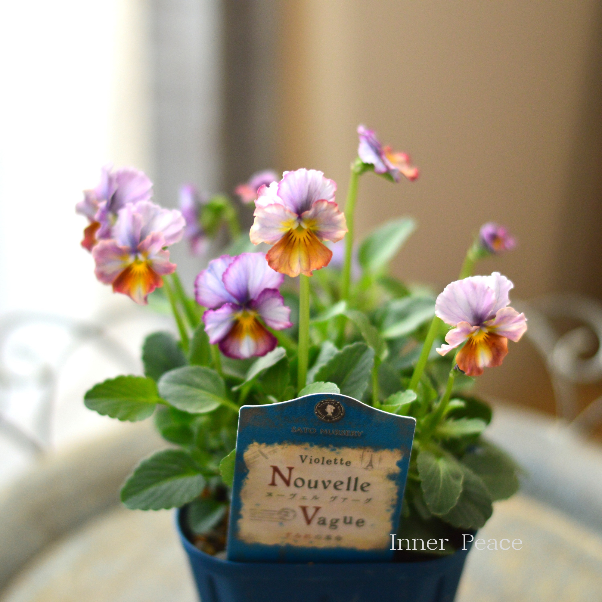 【サトウ園芸さん】 ビオラ 『ヌーベルヴァーグ~すみれの革命~ B』 3.5寸硬質POT