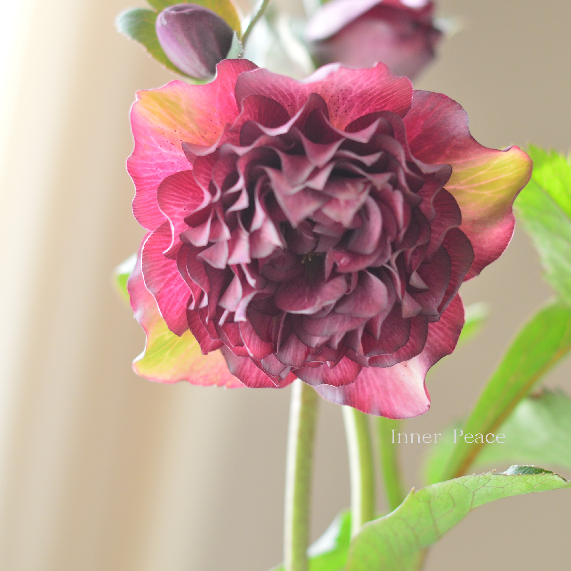 【杉光園芸さん】 クリスマスローズ 『多弁タイプ・B』 4号POT