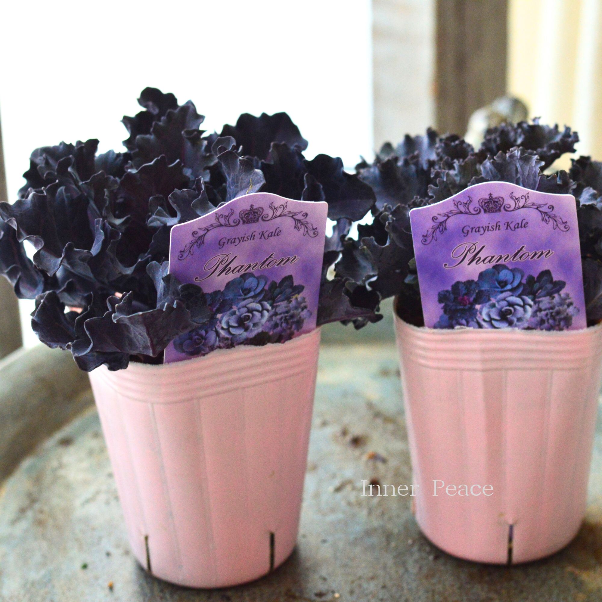 【k-plantsさん】 グレイッシュケール 『ファントム・B』 2寸POT