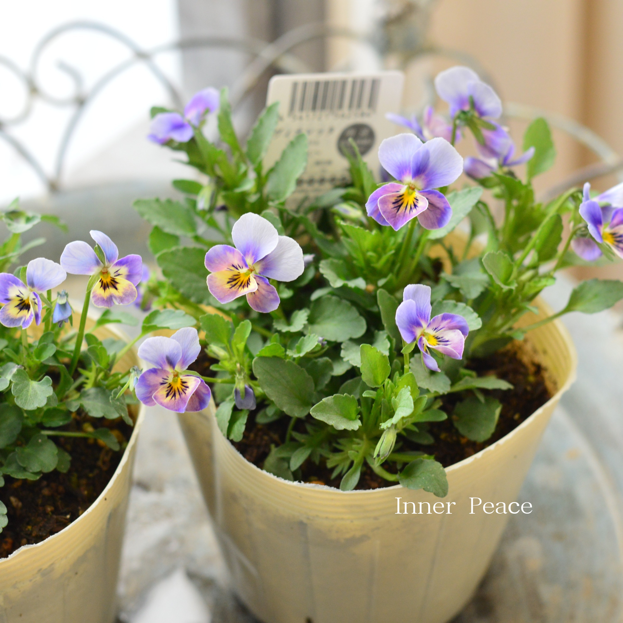 【VEGIHANA FARMさん】 小輪ビオラ 『ビオレッタ・しずく B』 3.5寸POT