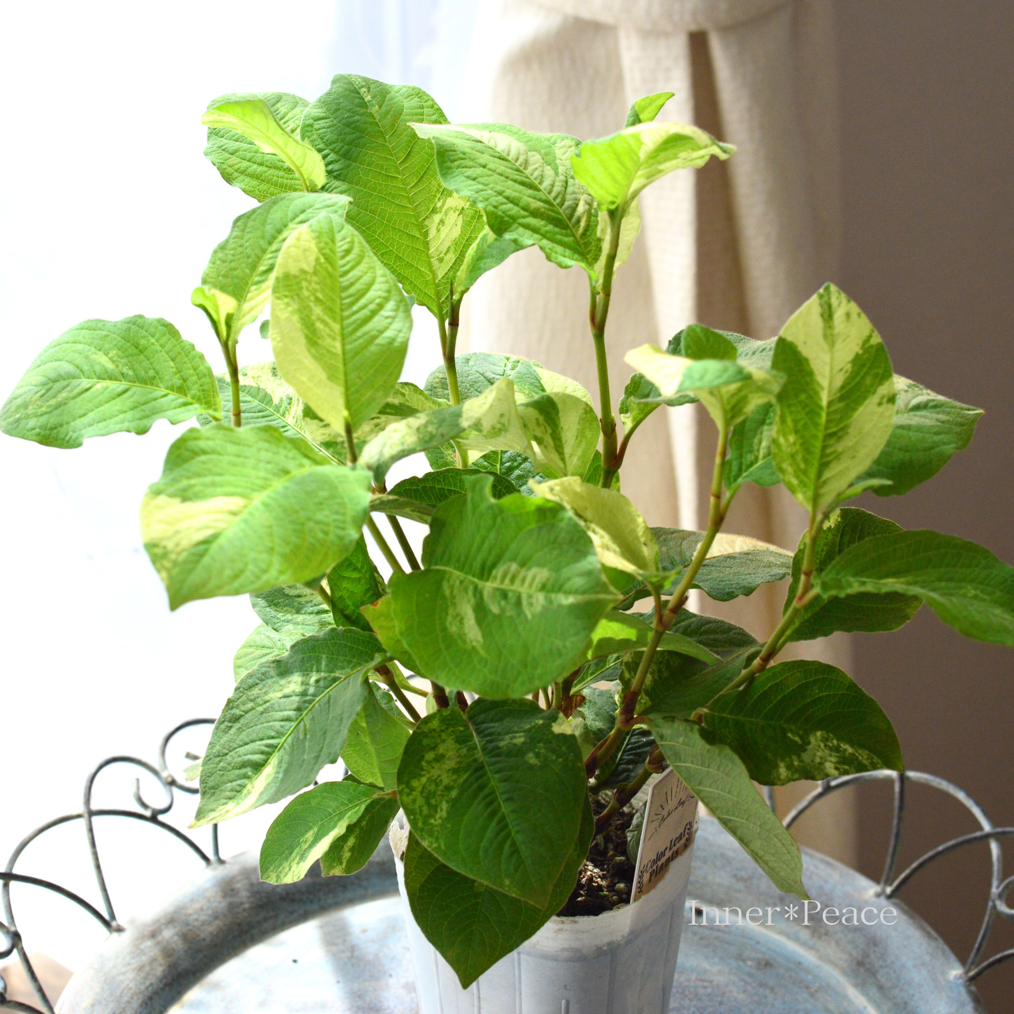 【斑入り】 ミズヒキ(水引草) Bタイプ 3寸ロングPOT