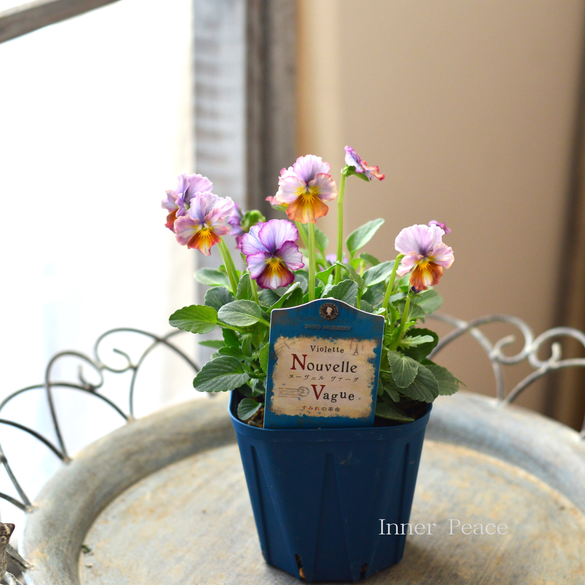 【サトウ園芸さん】 ビオラ 『ヌーベルヴァーグ~すみれの革命~ B』 3.5寸硬質POT