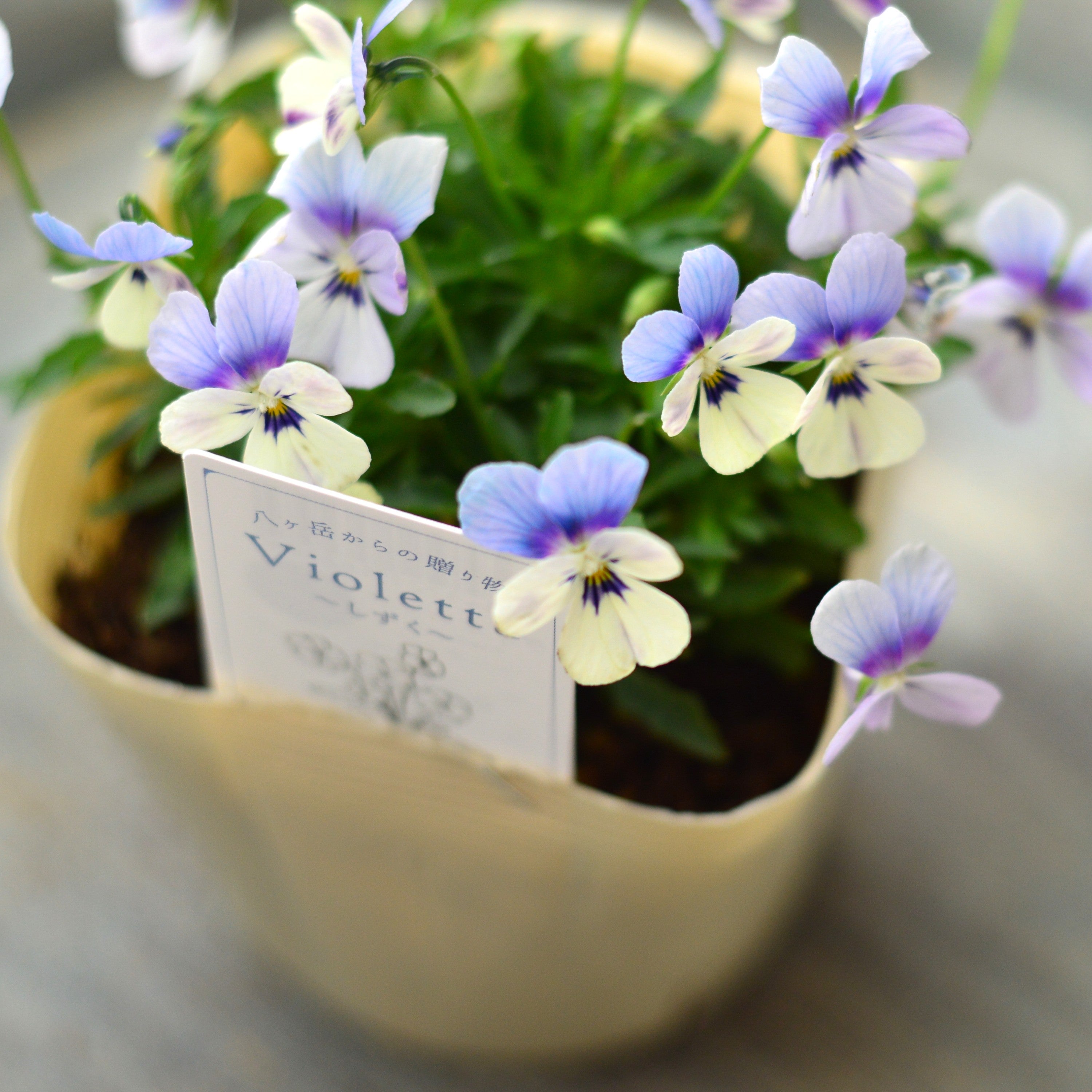 【VEGIHANA FARMさん】 小輪ビオラ 『ビオレッタ・しずく B』 3.5寸POT