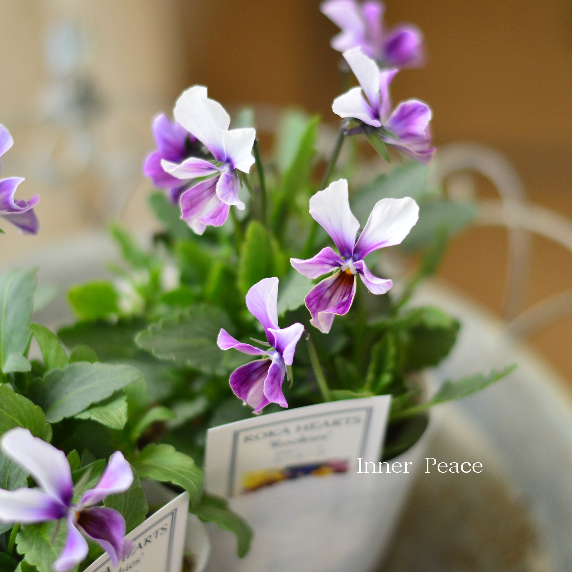 【美しい】 ビオラ ロカハーツ 『ルーキーズ・B』 3.5寸POT