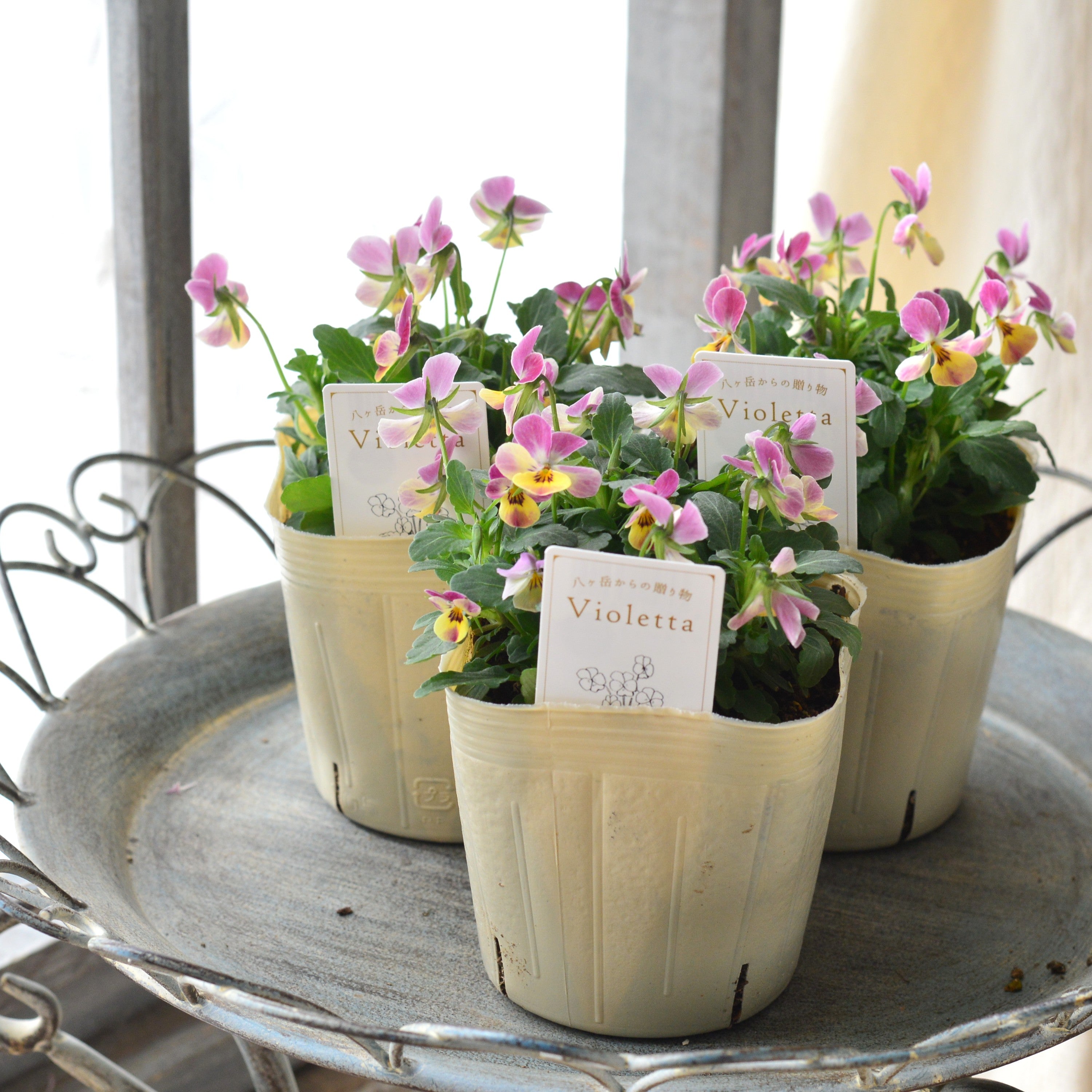 【かわいい】 小輪ビオラ 『ビオレッタ・C』 3.5寸POT