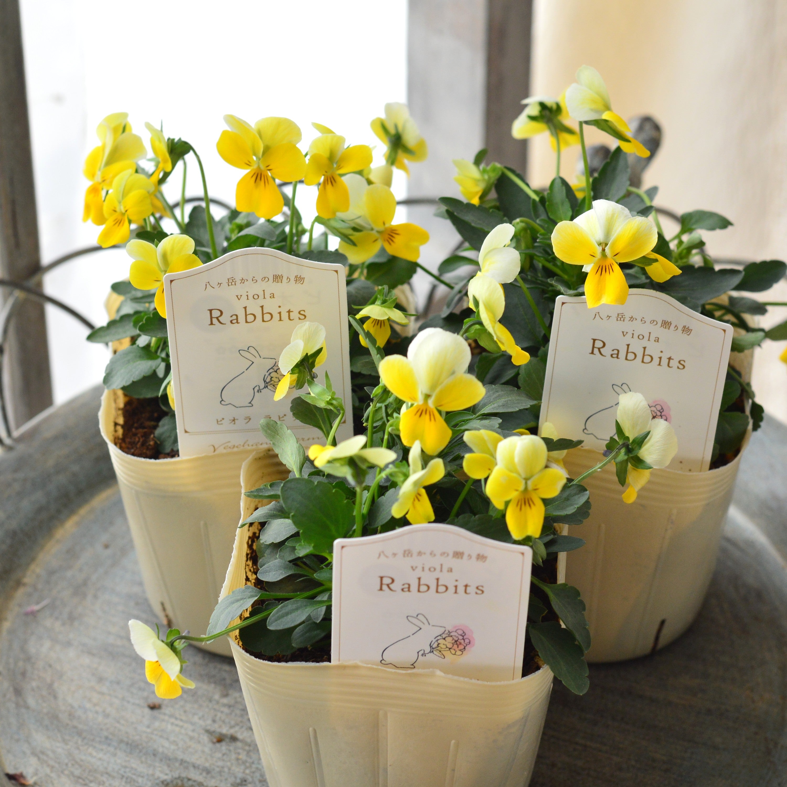 【VEGIHANA FARMさん】 ビオラ 『ラビッツ・C』 3.5寸POT