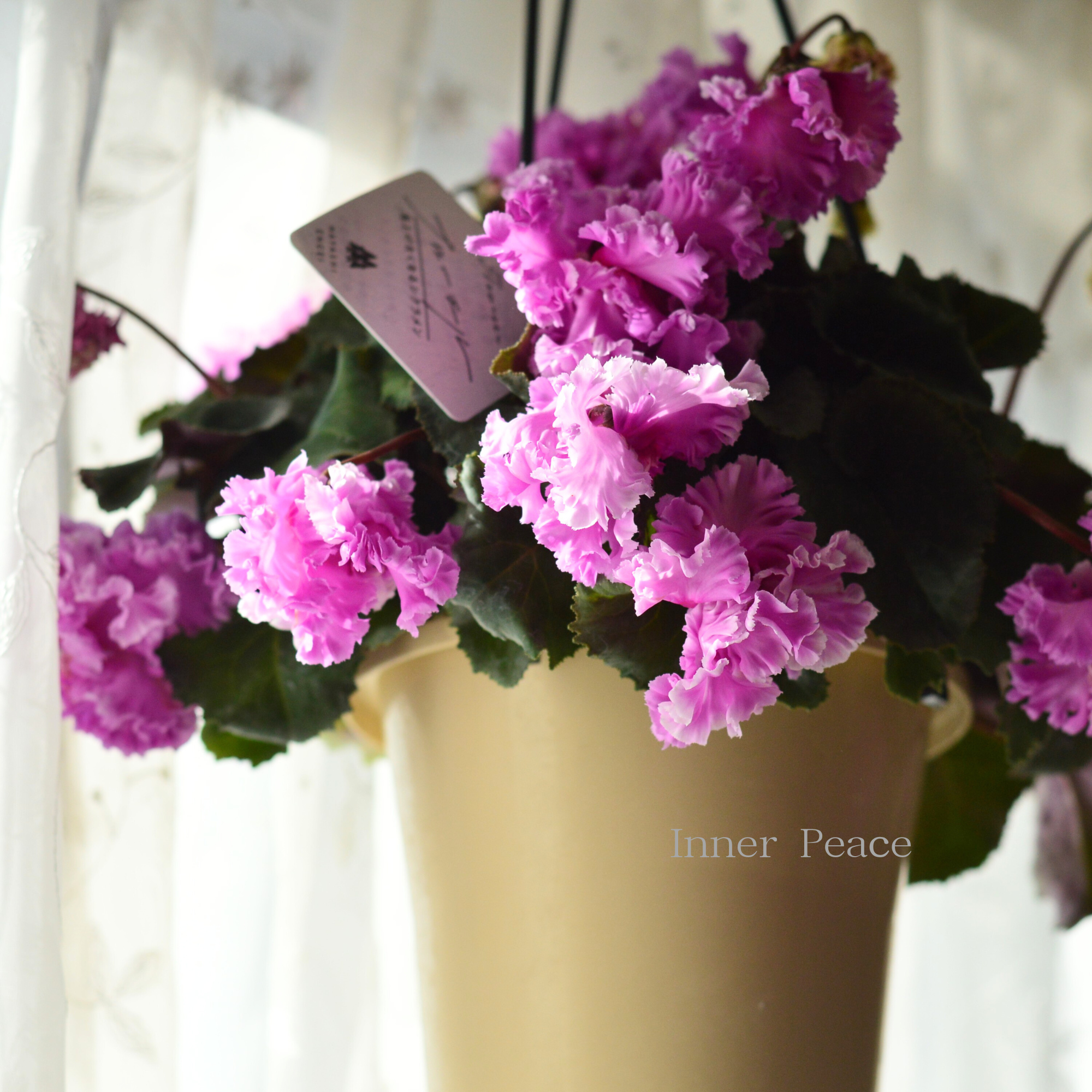 【見上げて楽しむ】 シクラメン 『FLOW~er~フローエル・B』 5号鉢