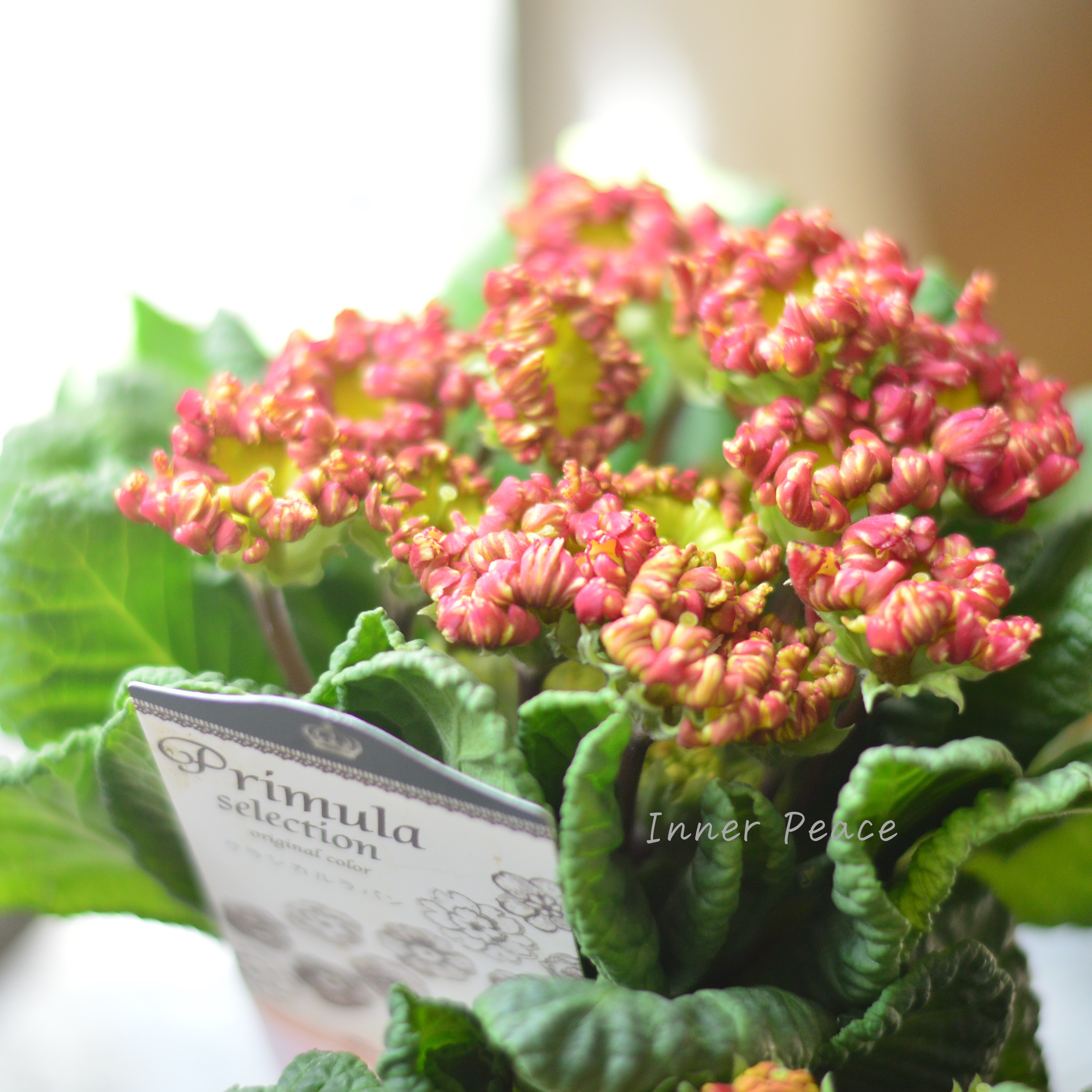 【k-plantsさん】 フリンジ咲き プリムラ 『クラシカルラパン・B』 2.5寸ロングPOT