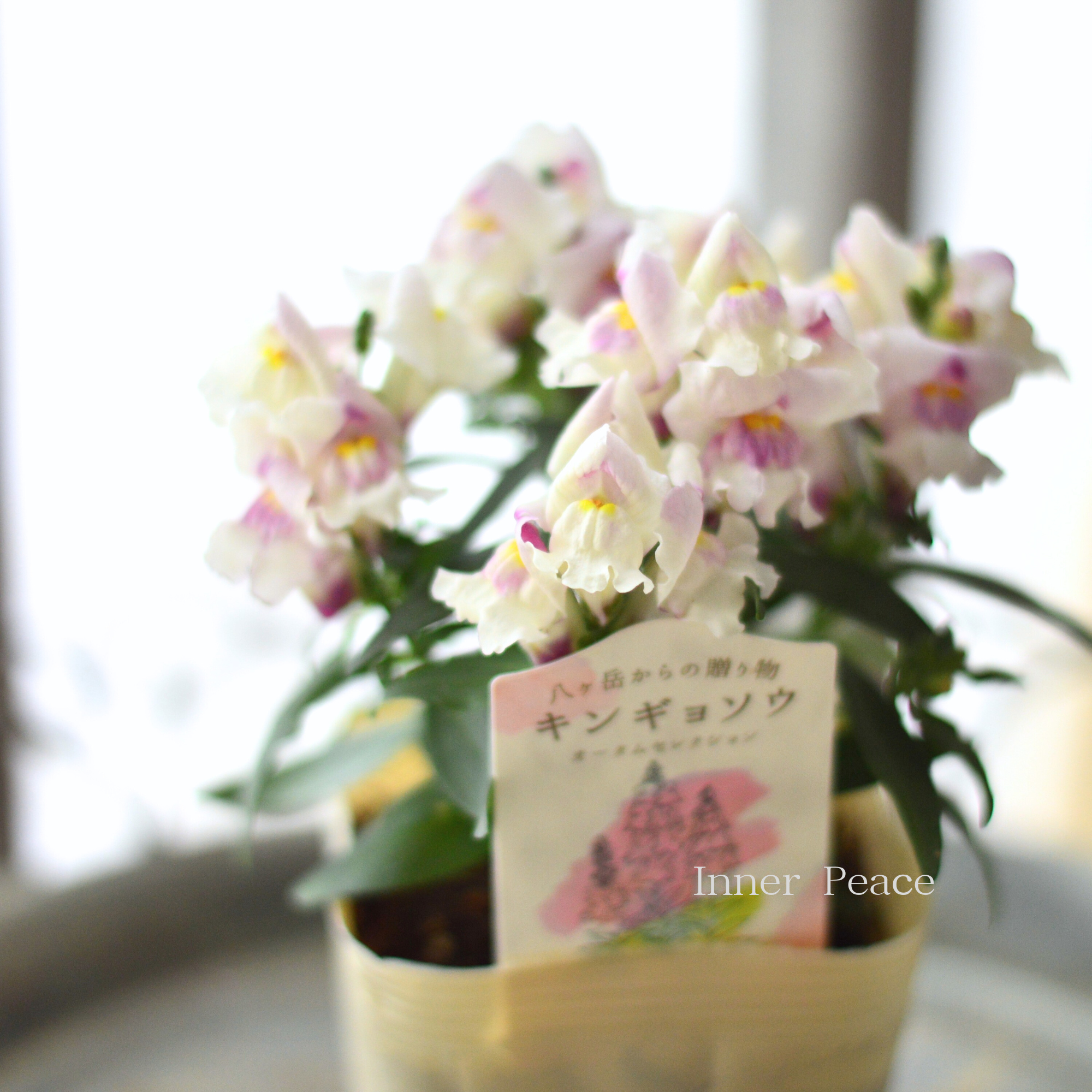 【かわいい】 キンギョソウ 『オータムセレクション B』 3.5寸POT