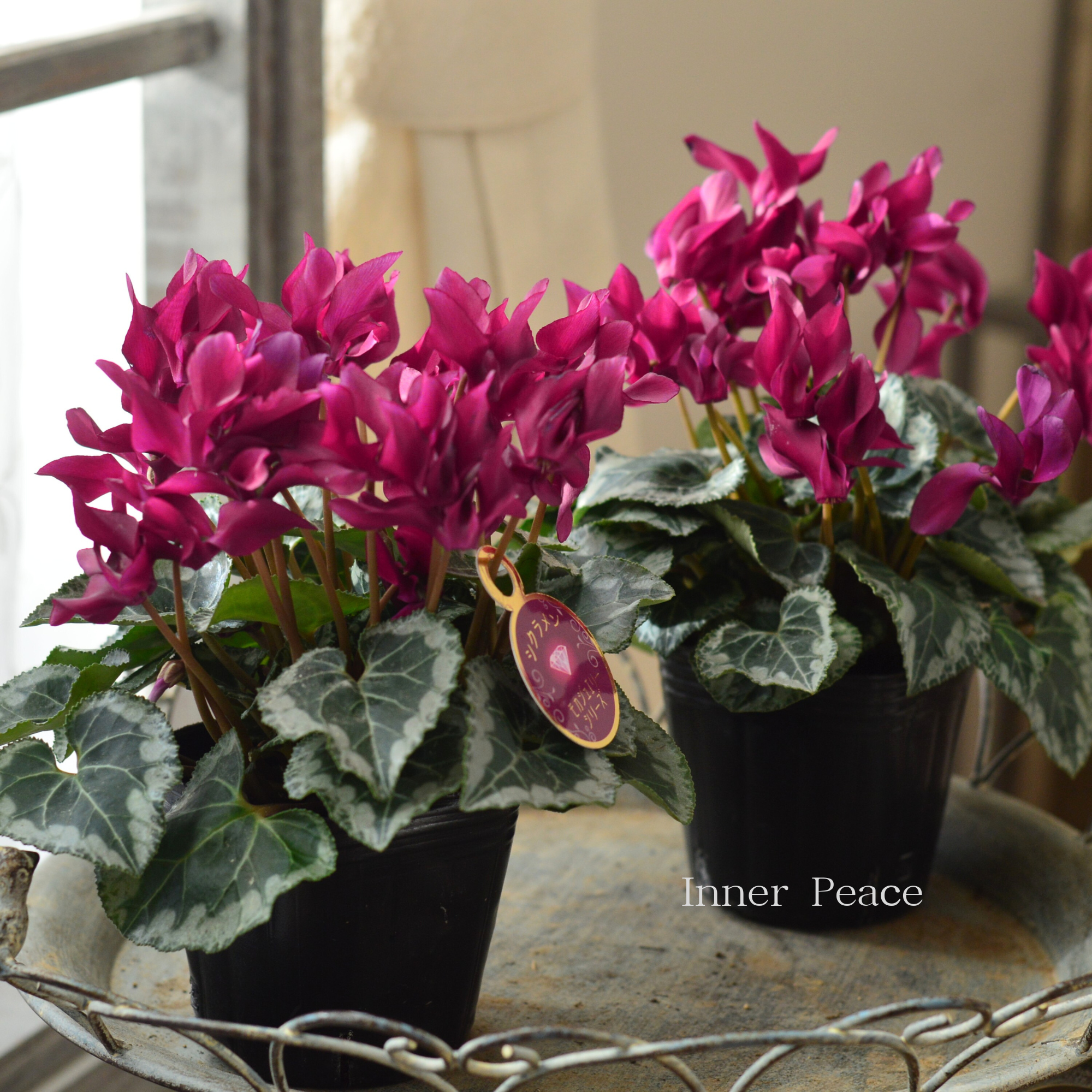 【麻野間園芸さん】 ミニシクラメン 『モカジュエリー・Bタイプ』 3寸POT