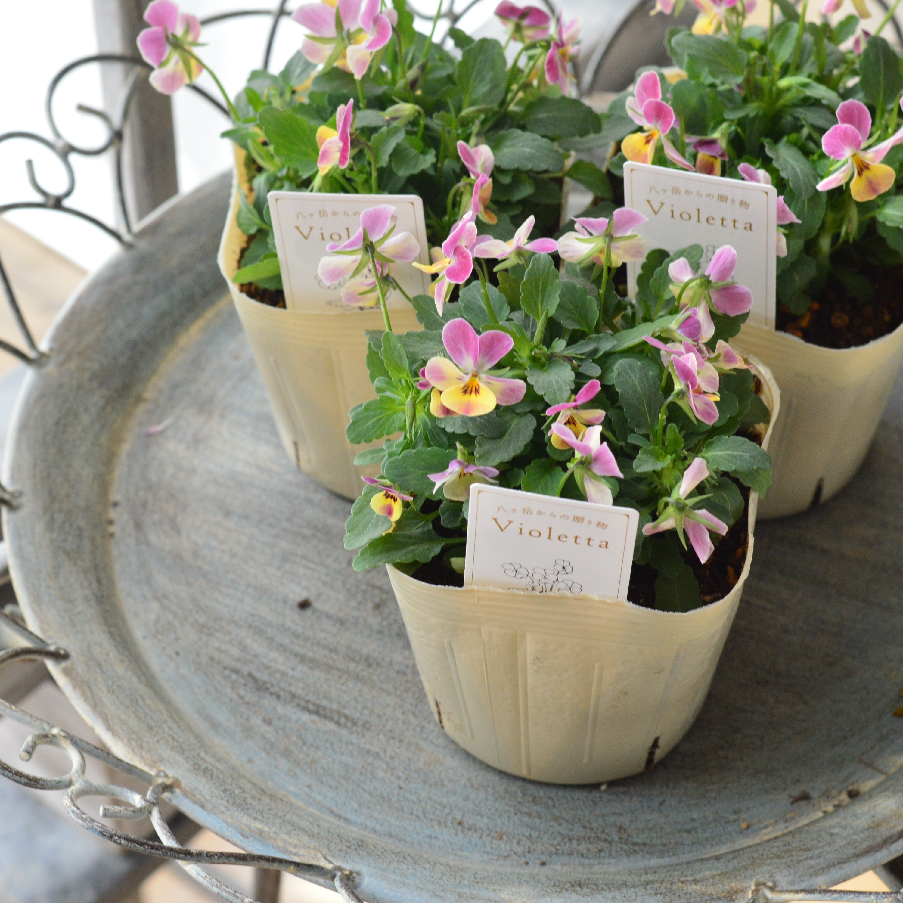 【かわいい】 小輪ビオラ 『ビオレッタ・C』 3.5寸POT