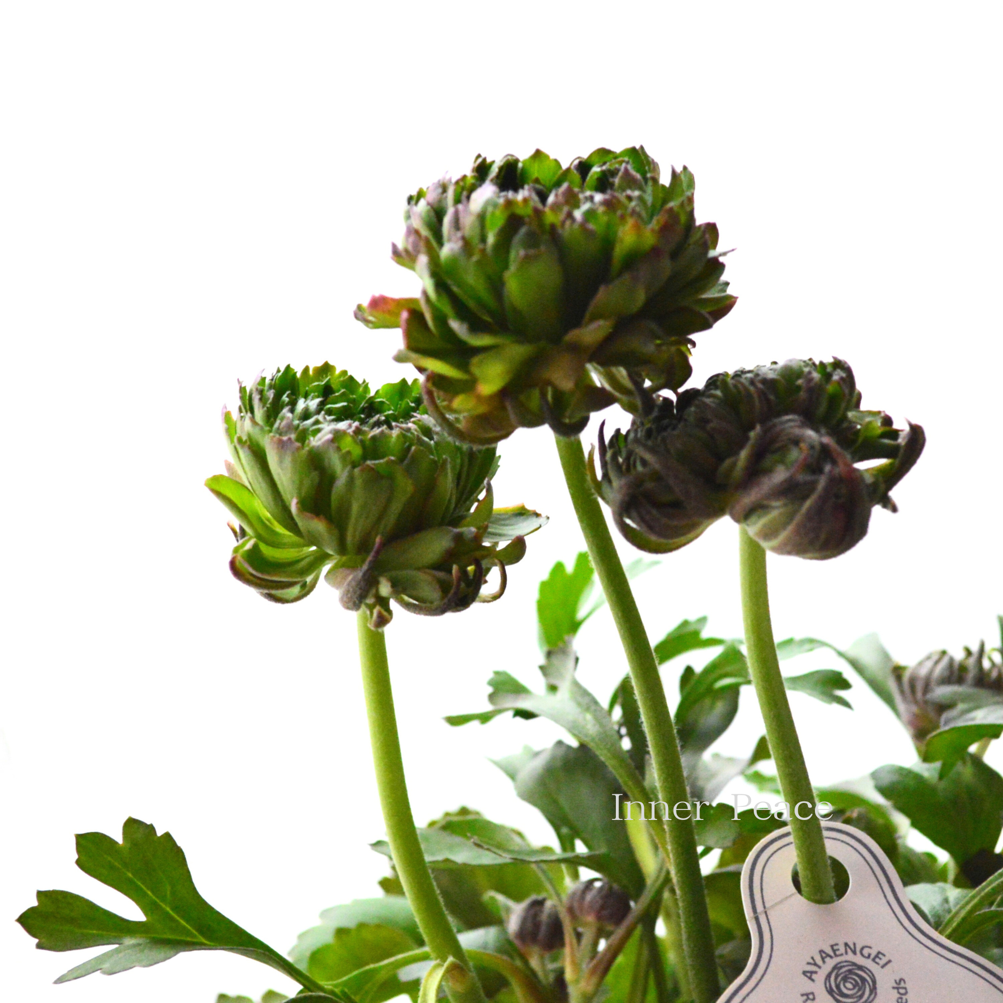 【人気】 ラナンキュラス 『アラクネ・B』 5号鉢