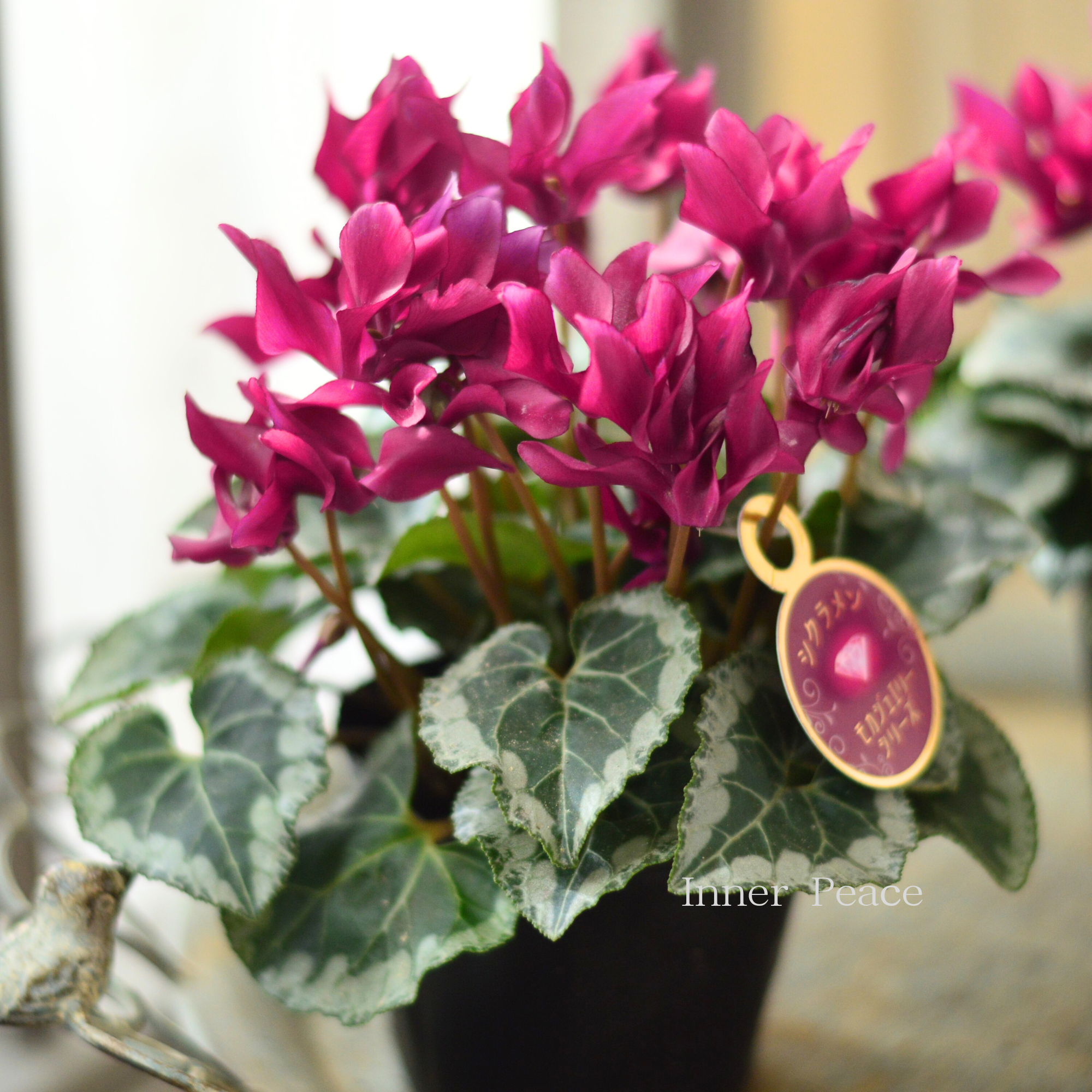 【麻野間園芸さん】 ミニシクラメン 『モカジュエリー・Bタイプ』 3寸POT