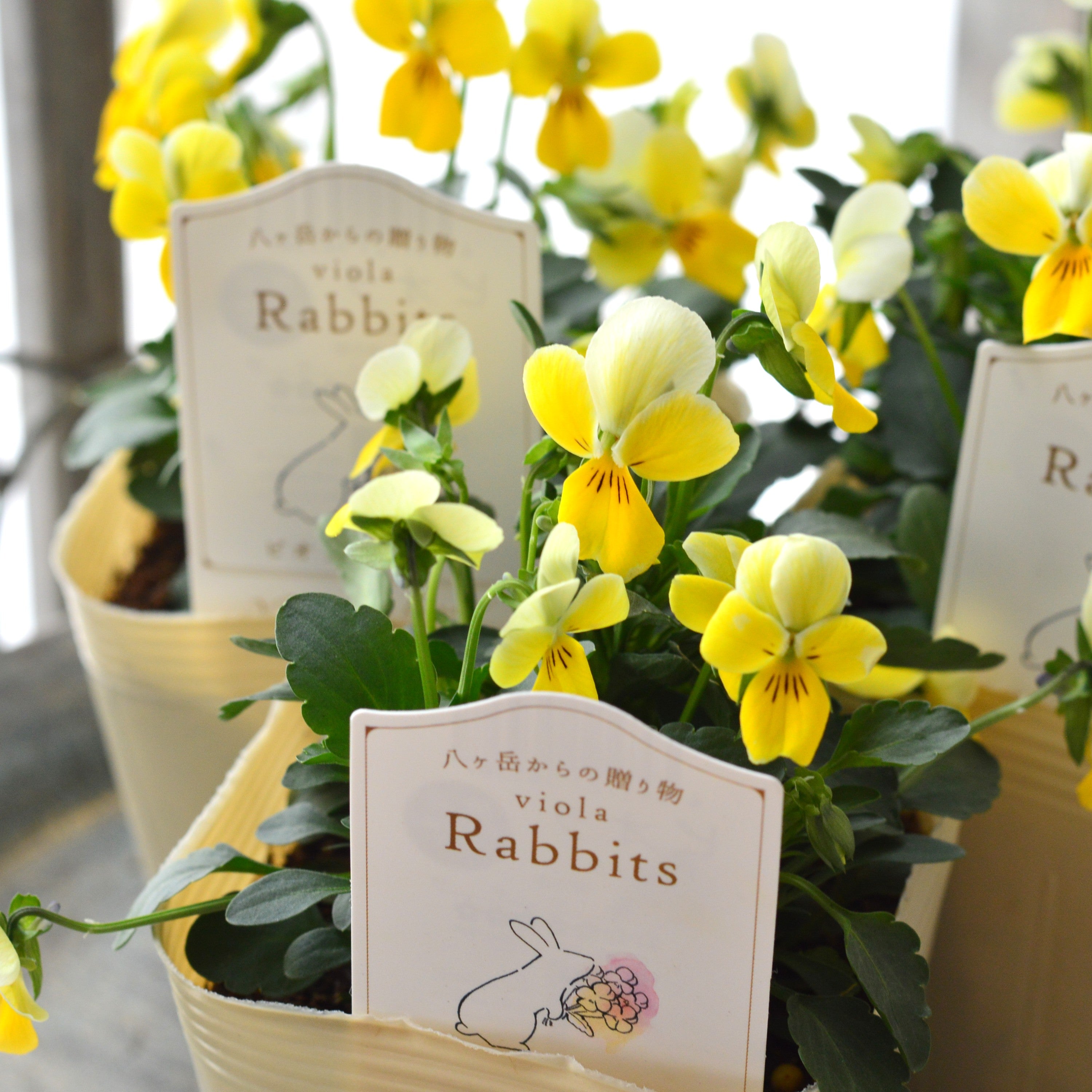 【VEGIHANA FARMさん】 ビオラ 『ラビッツ・C』 3.5寸POT