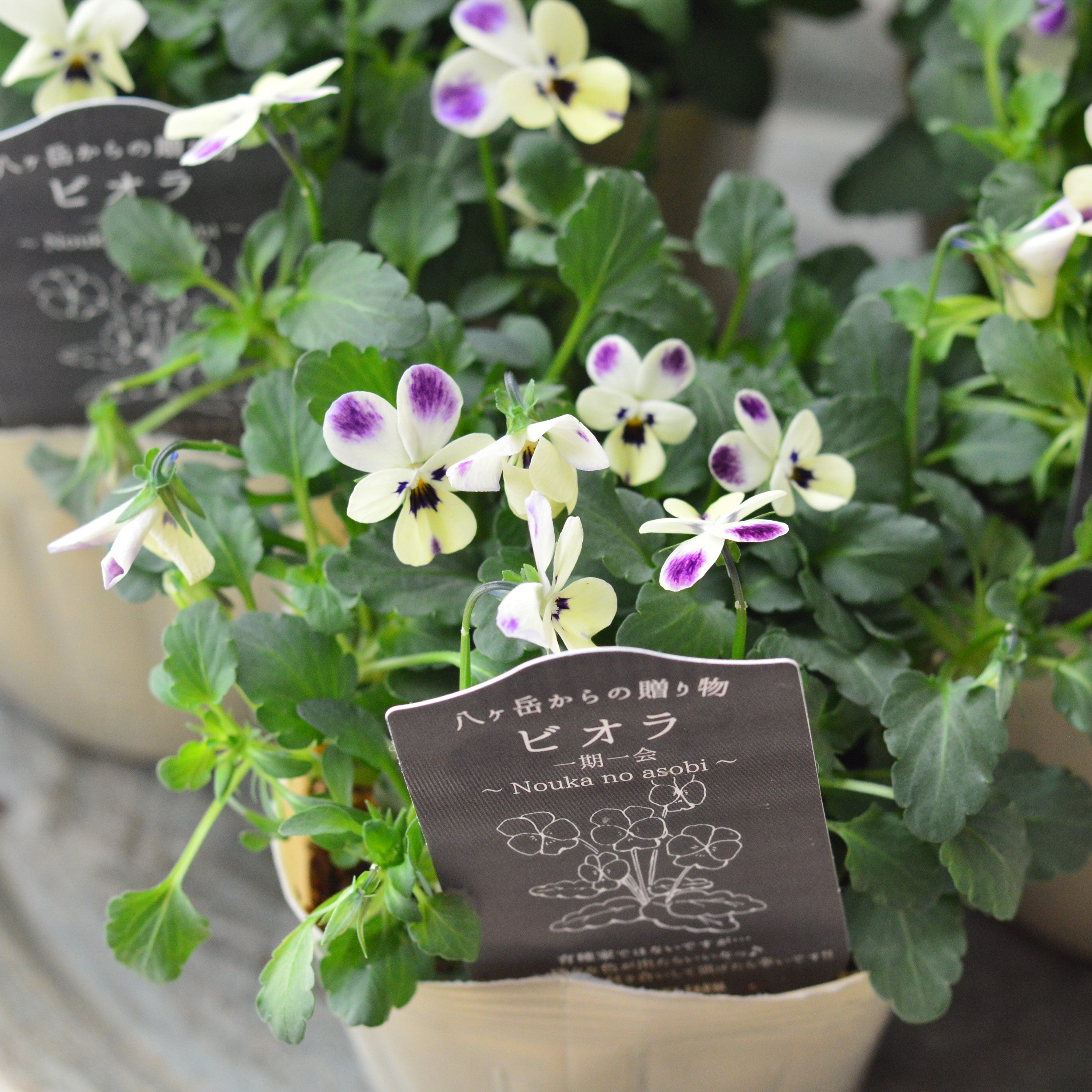 【VEGIHANA FARMさん】 ビオラ 『一期一会・Nouka no asobi・B』 3.5寸POT