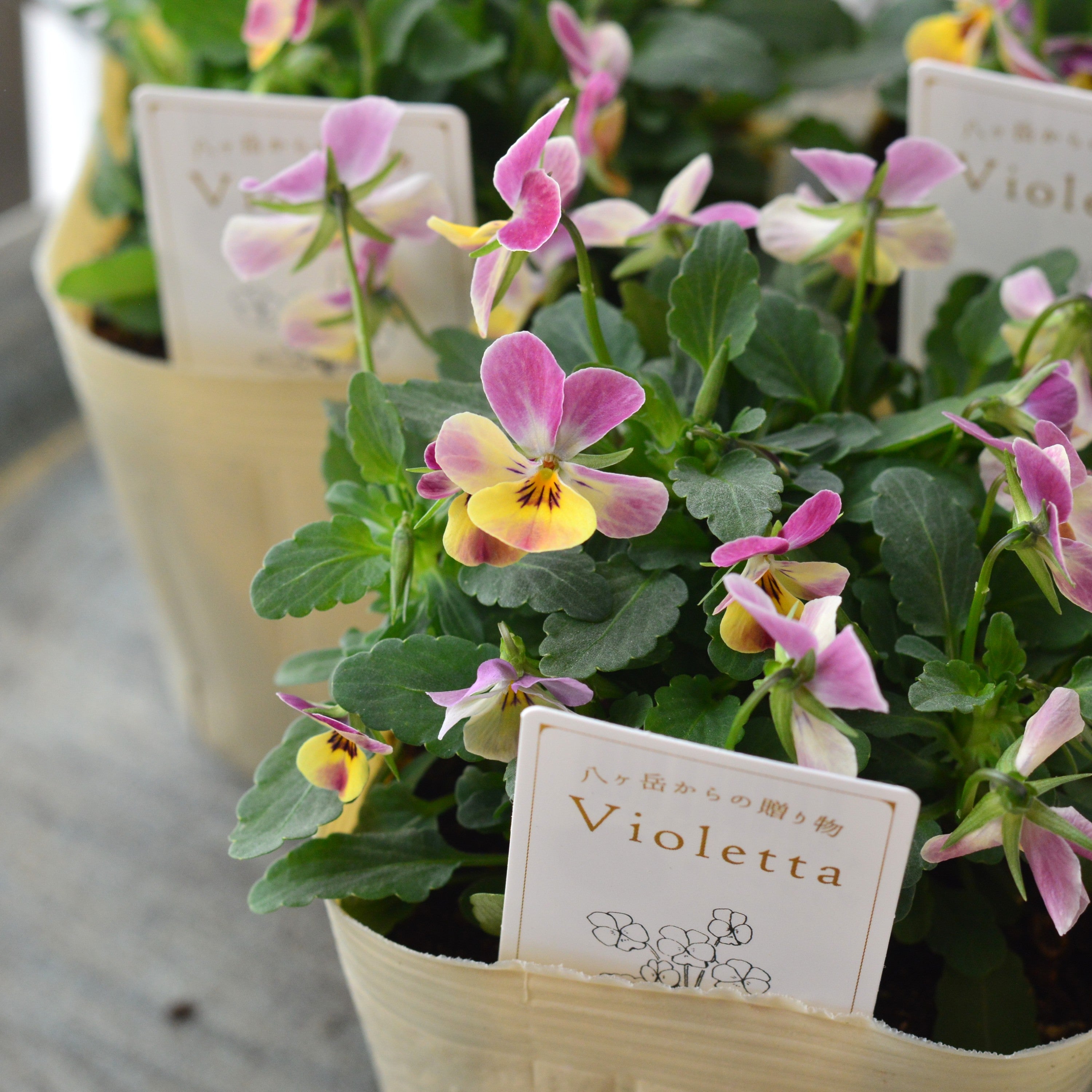 【かわいい】 小輪ビオラ 『ビオレッタ・C』 3.5寸POT
