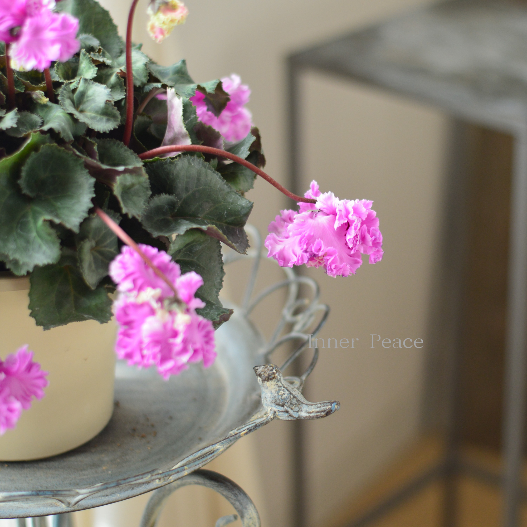 【見上げて楽しむ】 シクラメン 『FLOW~er~フローエル・B』 5号鉢