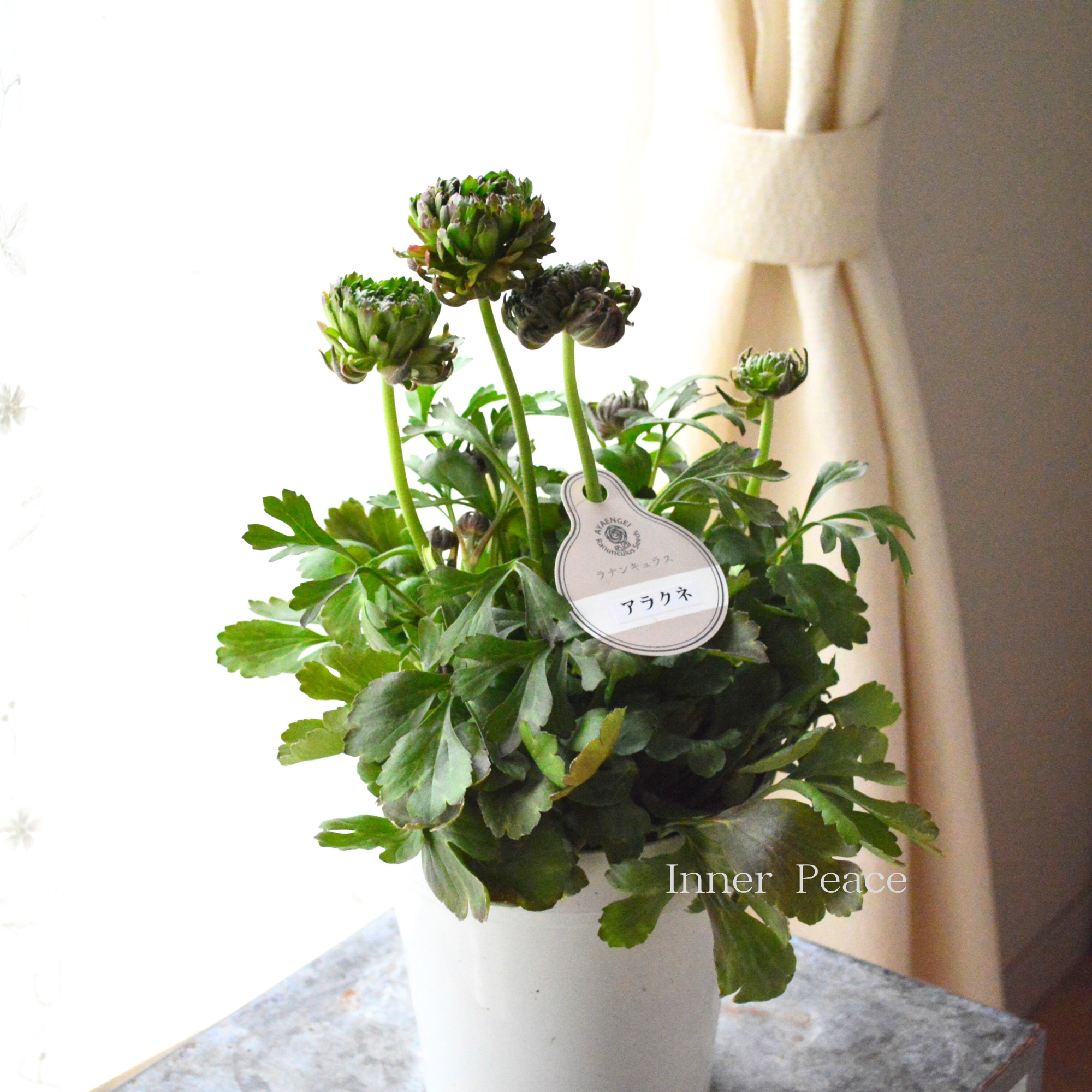 【人気】 ラナンキュラス 『アラクネ・B』 5号鉢