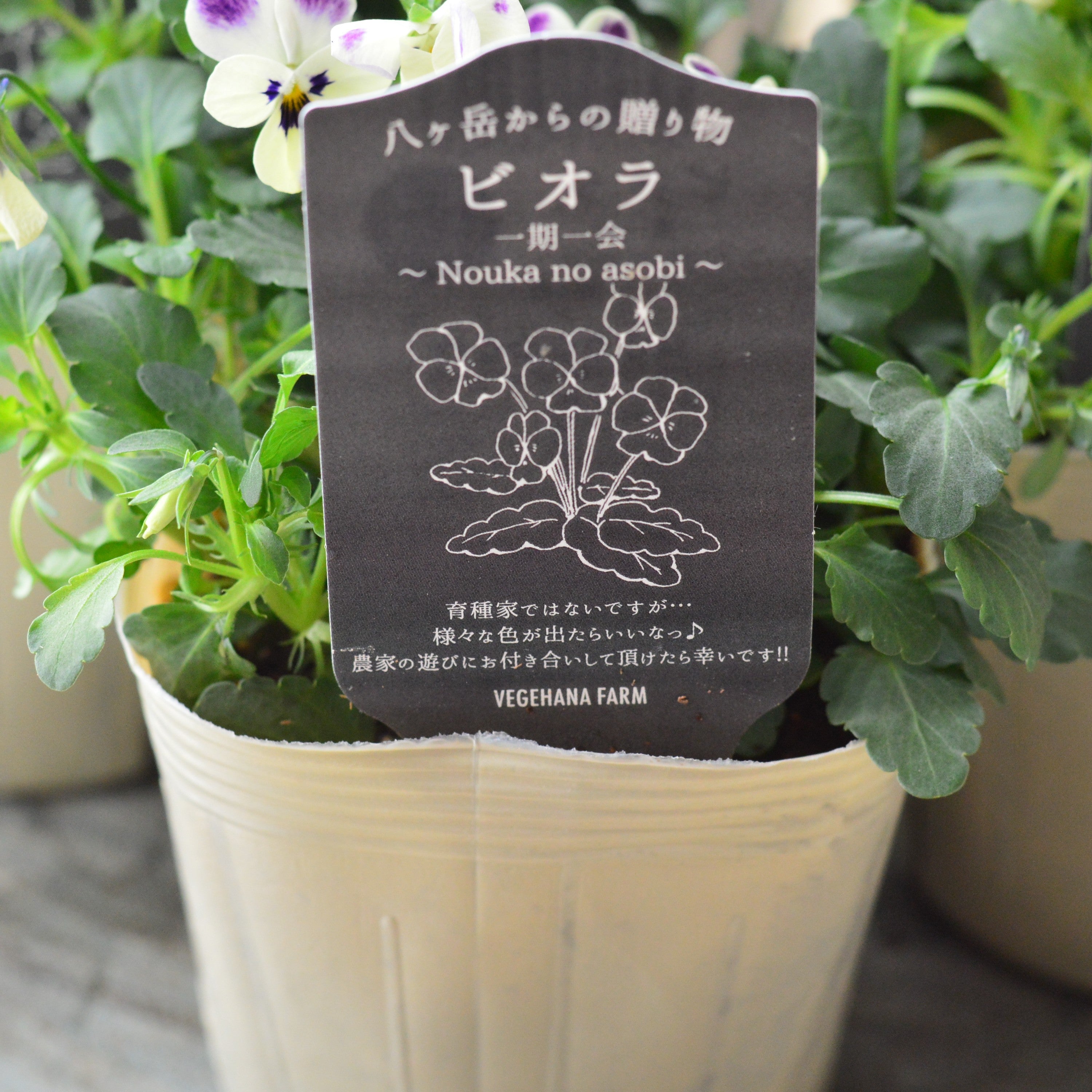 【VEGIHANA FARMさん】 ビオラ 『一期一会・Nouka no asobi・B』 3.5寸POT