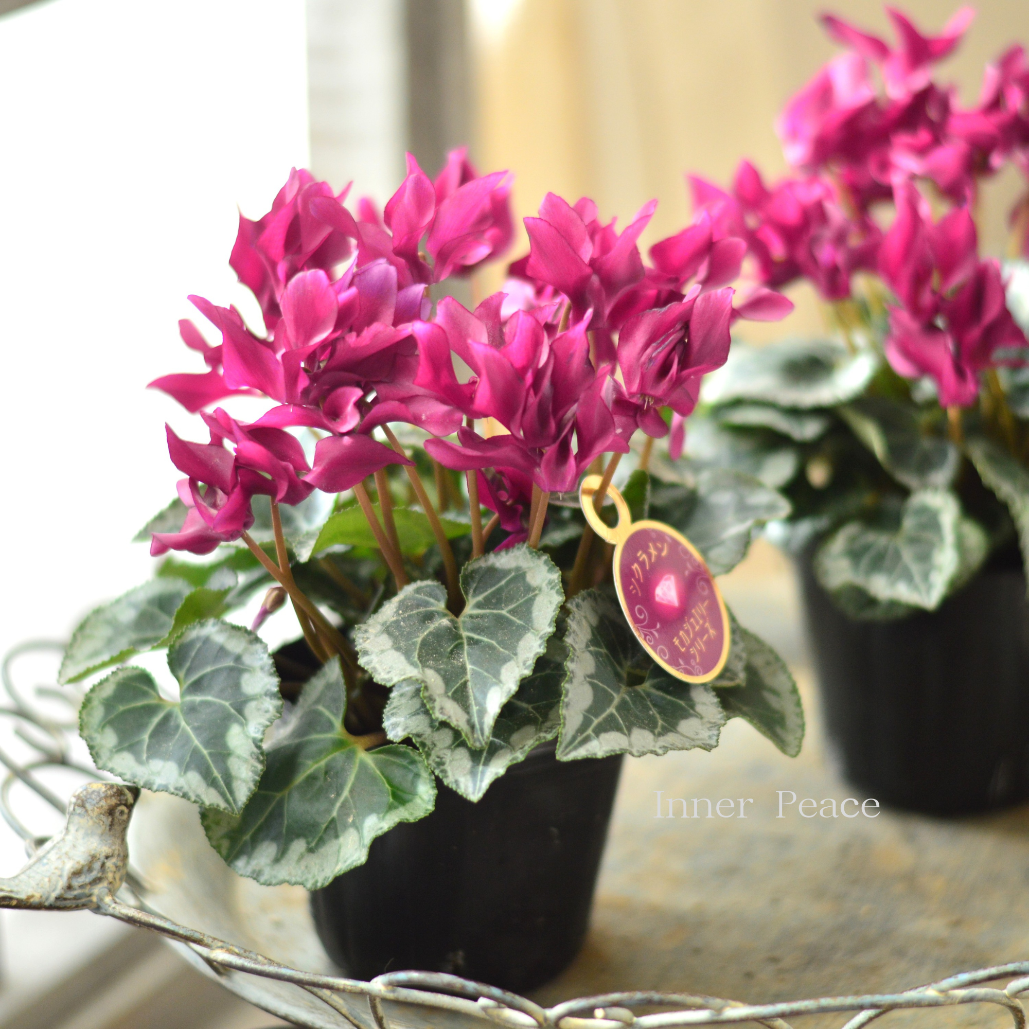 【麻野間園芸さん】 ミニシクラメン 『モカジュエリー・Bタイプ』 3寸POT