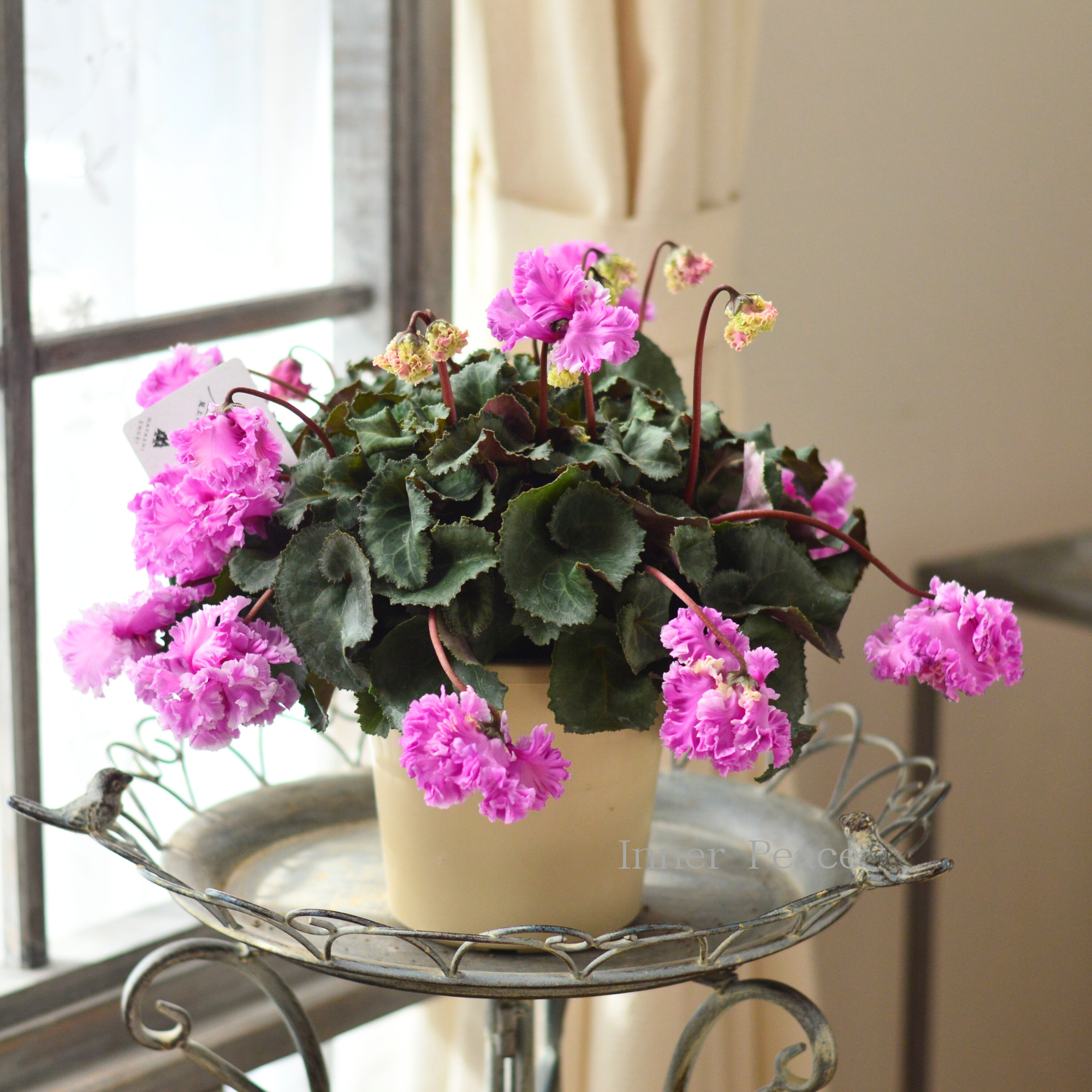 【見上げて楽しむ】 シクラメン 『FLOW~er~フローエル・B』 5号鉢