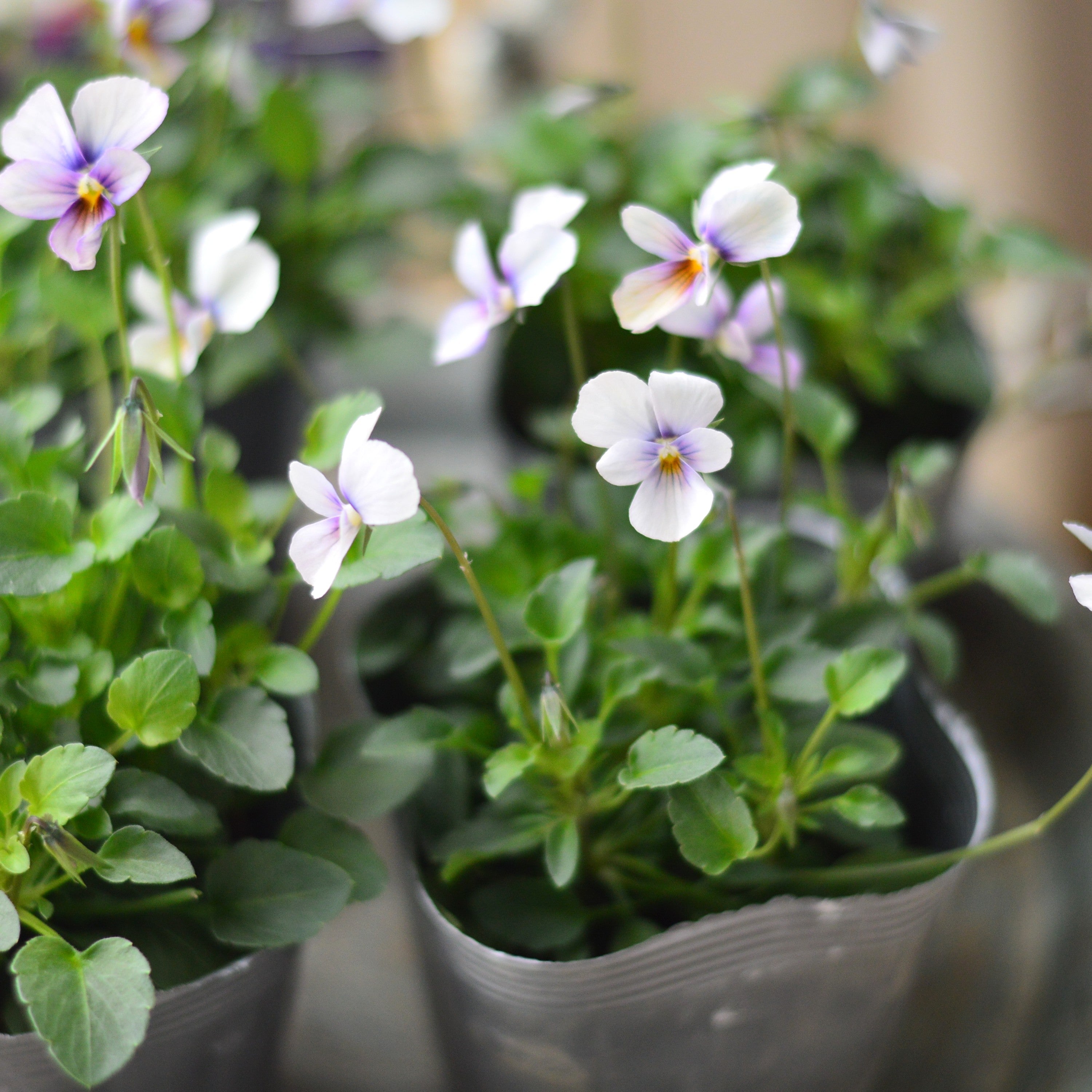 【うえたさん育種】 ビオラ 『パピヨンワールド・B』 3.5寸POT